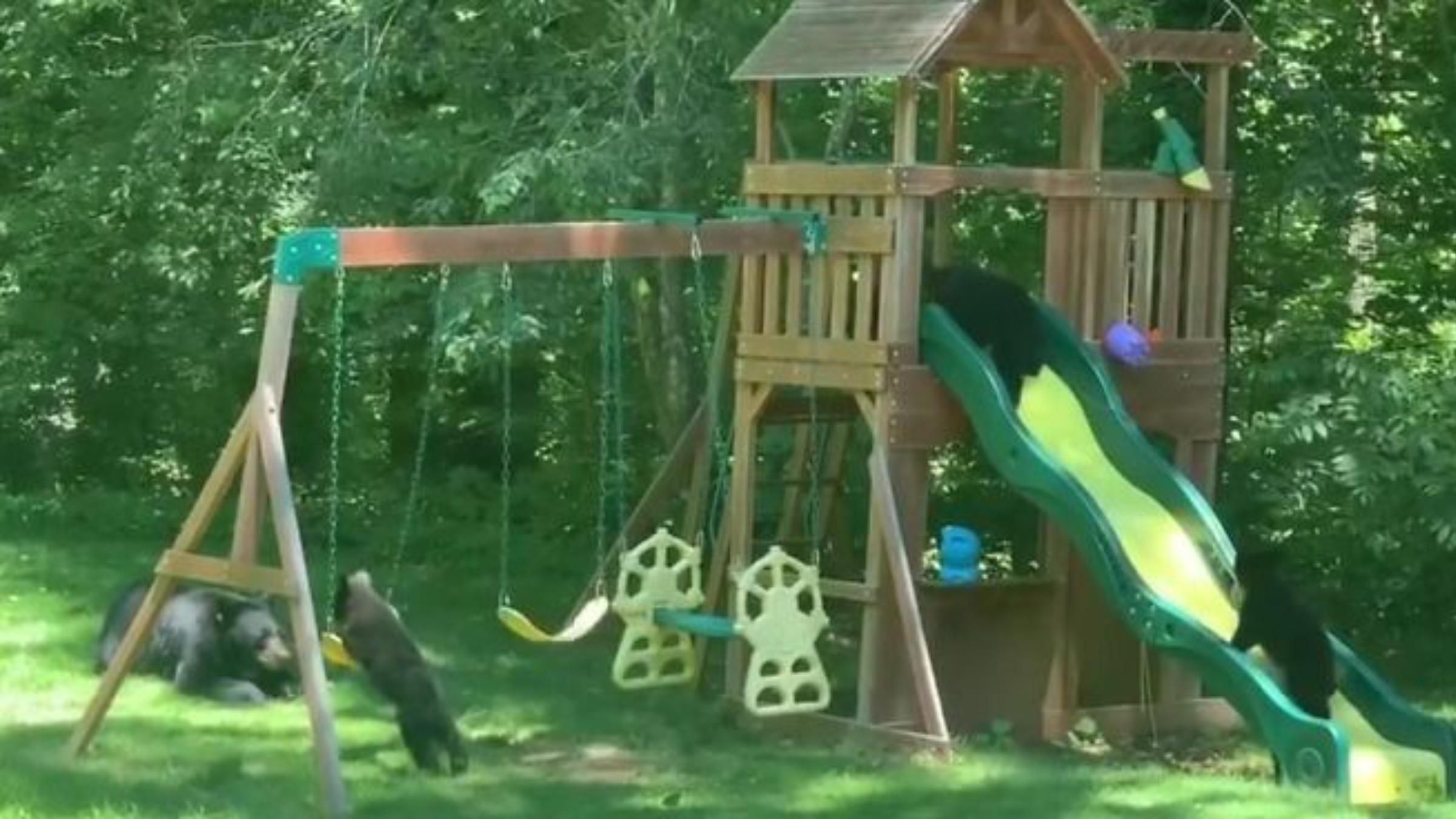 Съезжали с горок и развлекались на качелях: медведица привела детей на игровую площадку - Pets Съезжали с горок и развлекались на качелях: медведица привела детей на игровую площадку - Pets