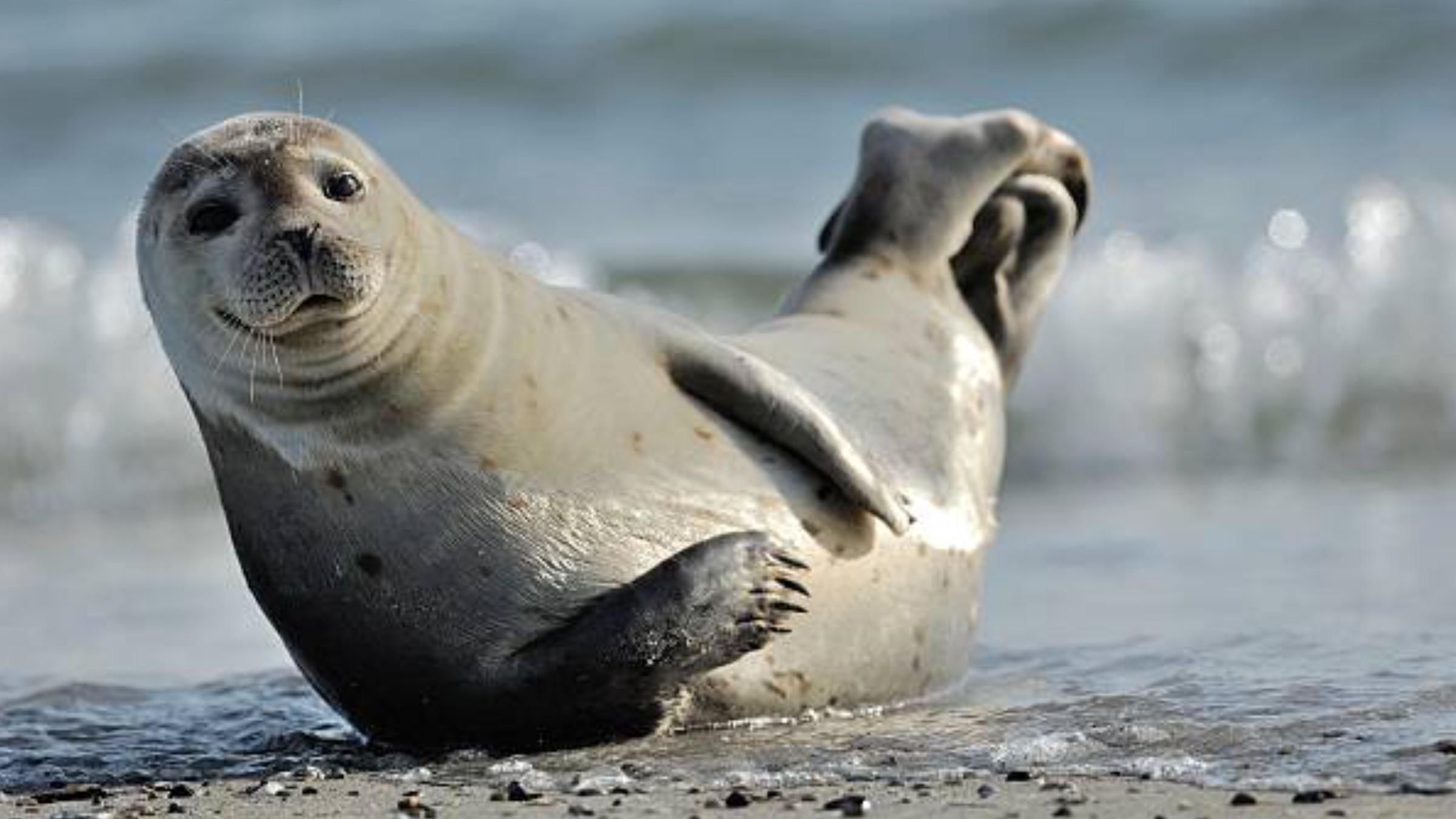 Общая черта между голосом тюленя и человека: ученые поразили новым исследованием - Pets