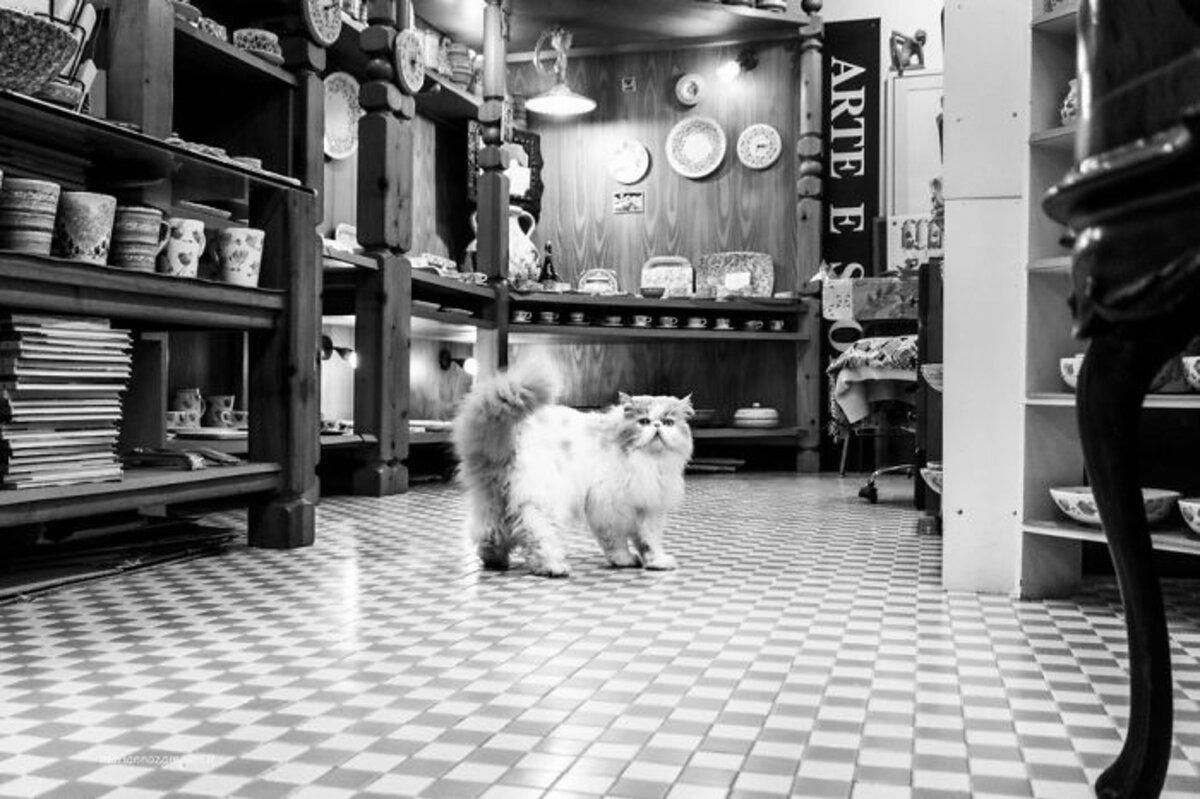 Коти, які живуть "на роботі": добірка пронизливих чорно-білих фото - Pets