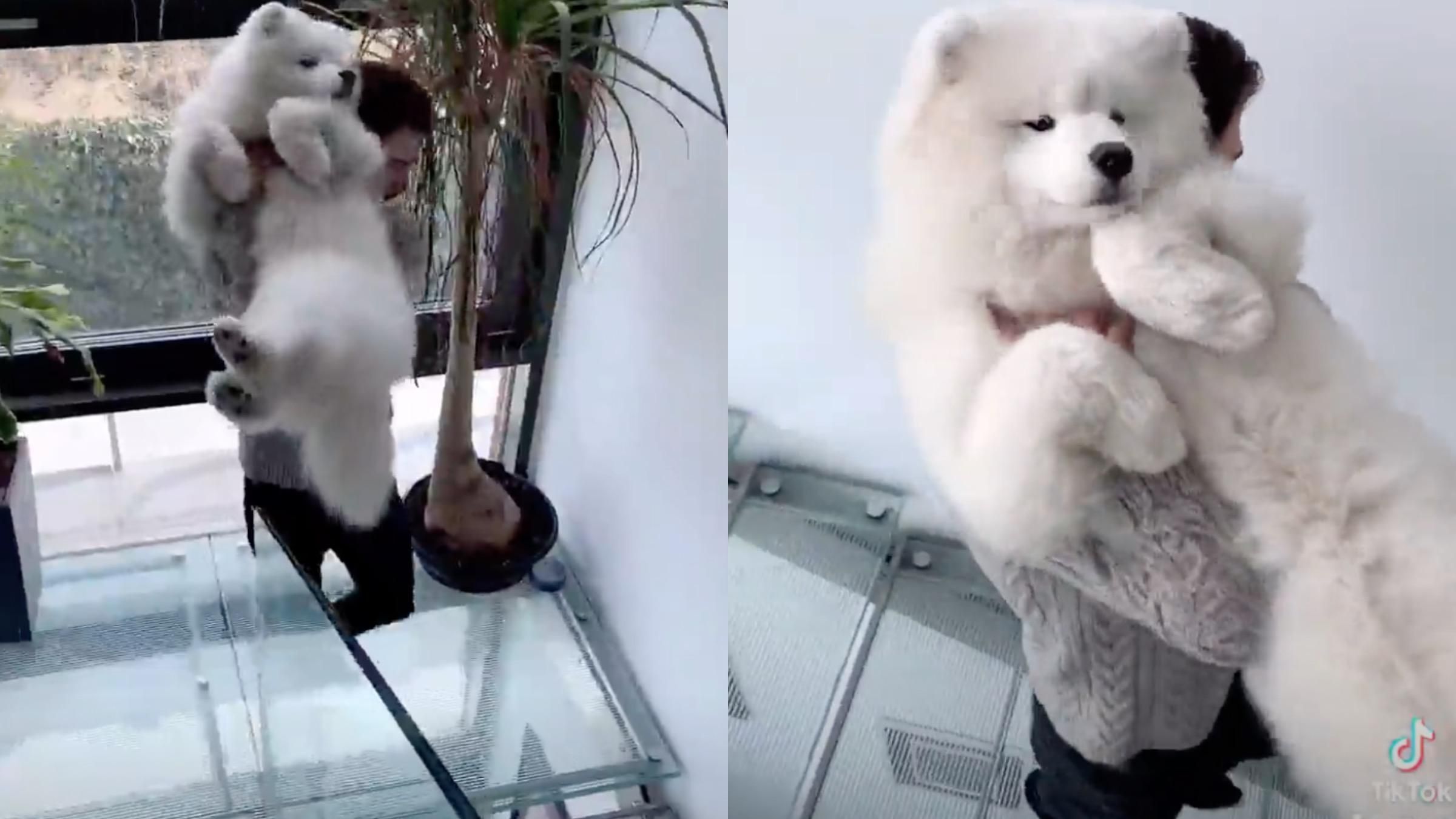 Собака відмовлявся спускатися "невидимими сходами": кумедне відео - Pets
