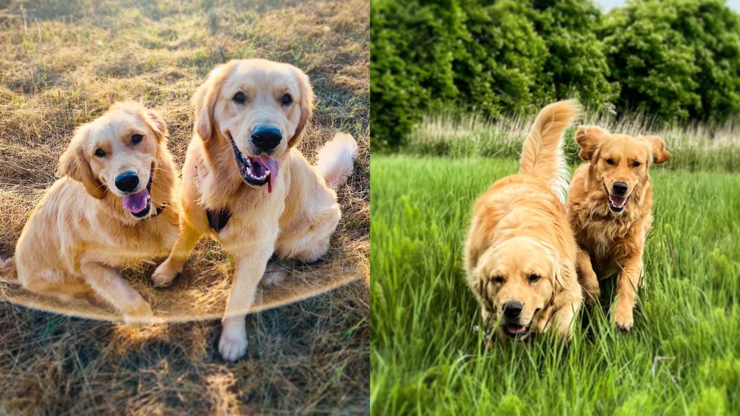 Пірнає в річку та витягає іграшку: ретривер допомагає чотирилапій подрузі, яка боїться води - Pets Пірнає в річку та витягає іграшку: ретривер допомагає чотирилапій подрузі, яка боїться води - Pets