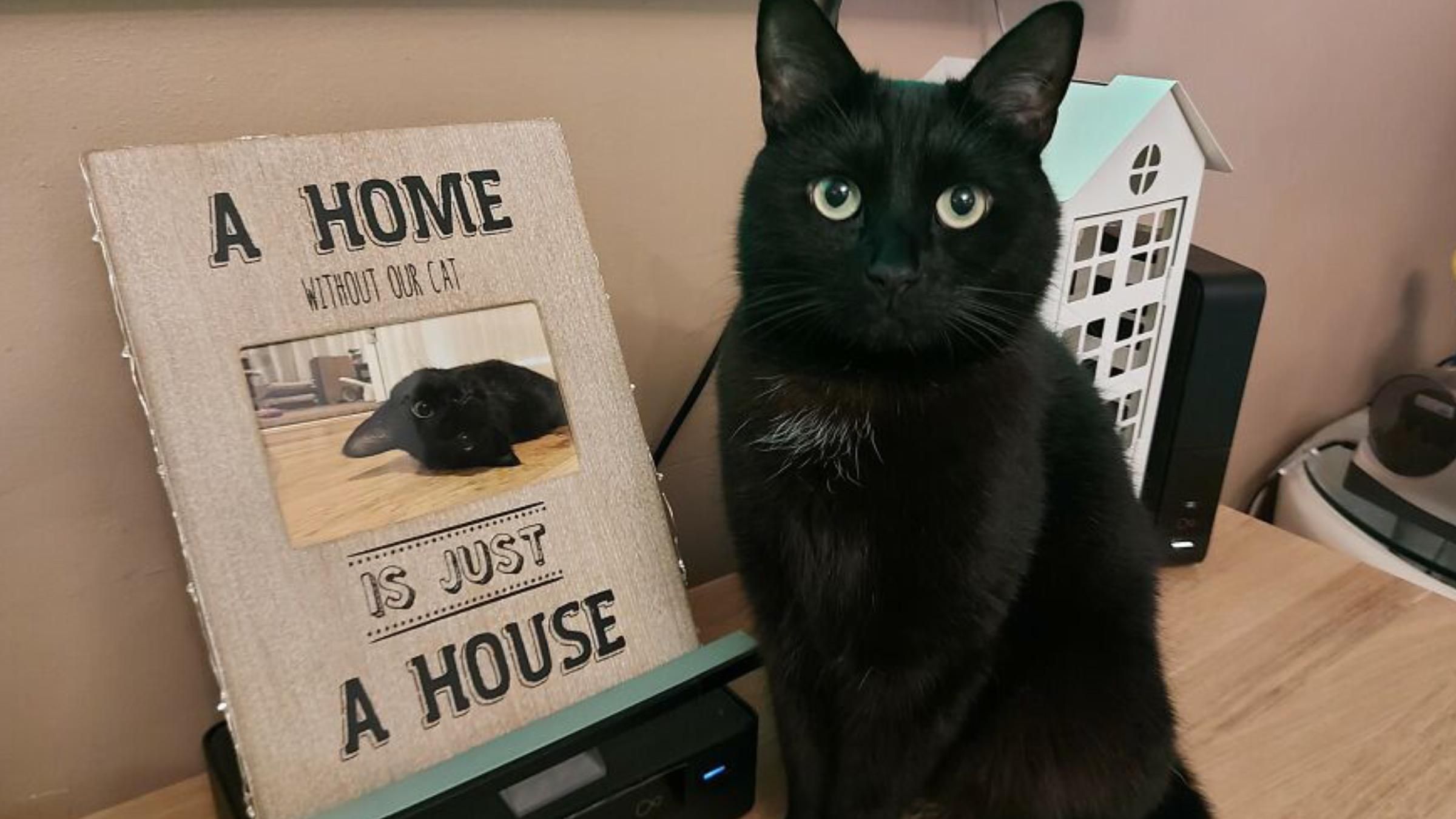 "Мы спасли друг друга": как женщина помогла котенку выжить - Pets "Мы спасли друг друга": как женщина помогла котенку выжить - Pets