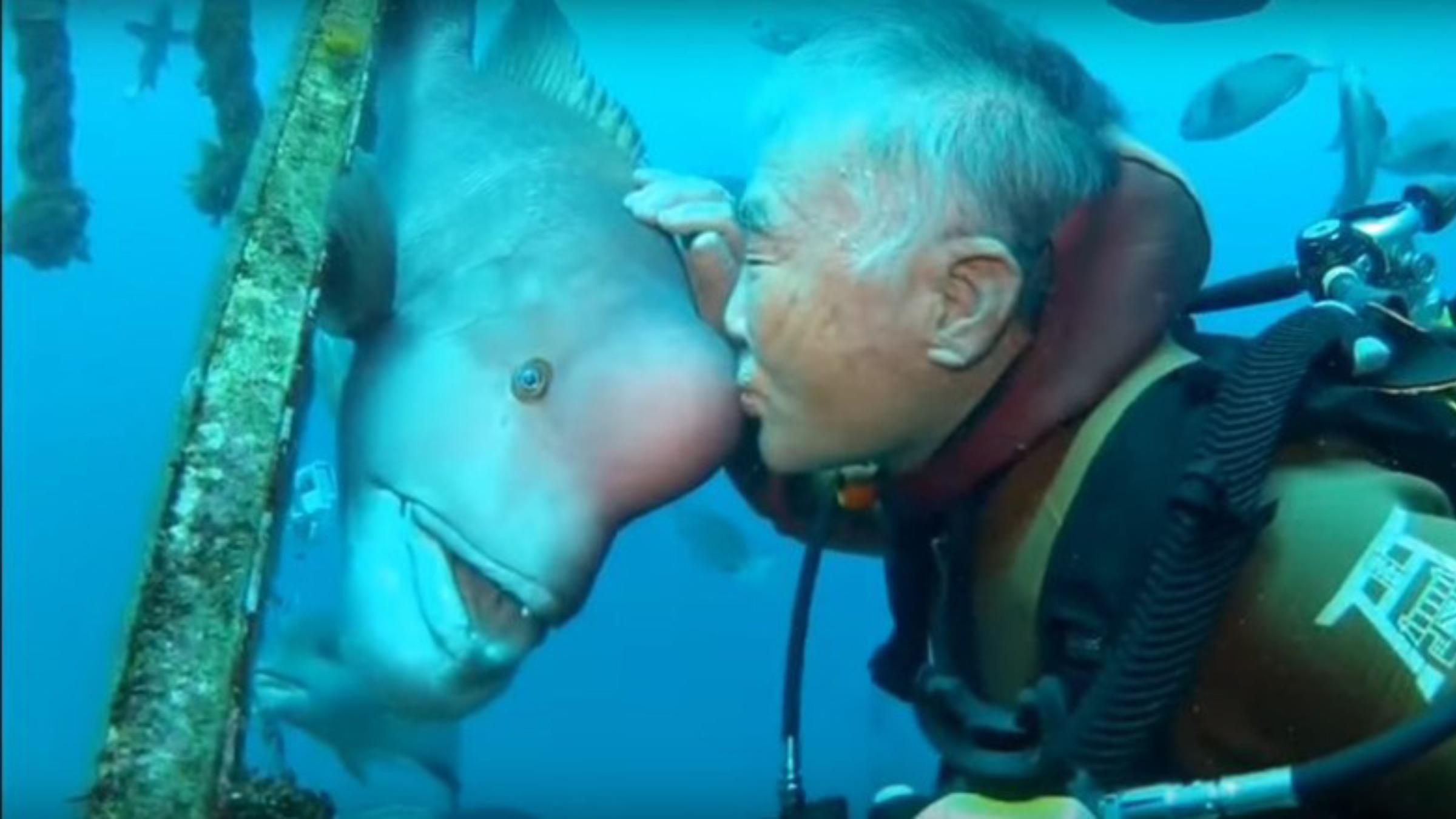Дружба у 30 років: 79-річний дайвер здійснює занурення, аби зустріти врятовану рибу - Pets
