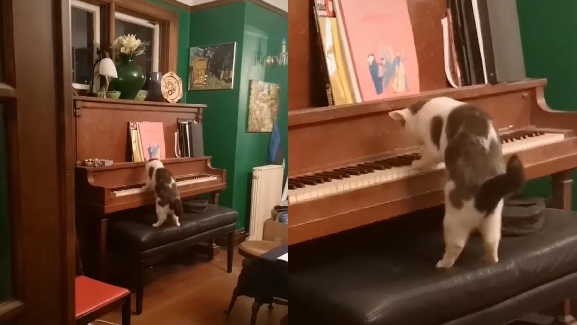 Господиня випадково взнала про талант свого кота: як чотирилапий грає на піаніно - Pets