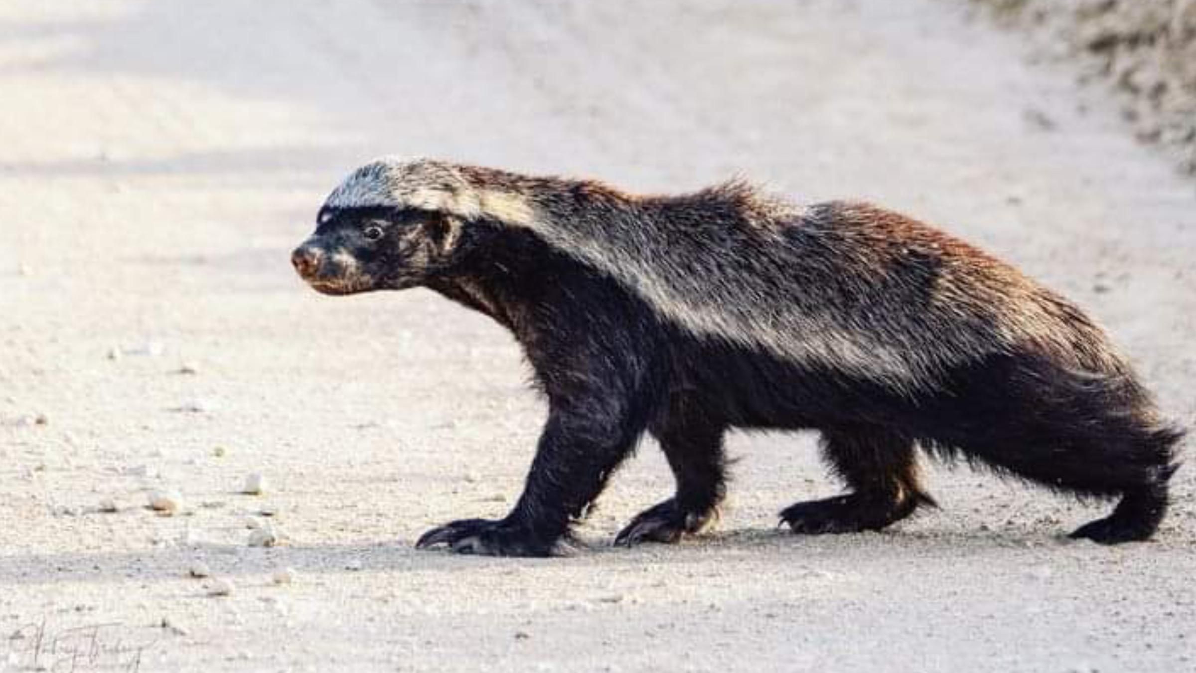 Первое фото: в Африке сделали кадр редкого медоеда-альбиноса - Pets Первое фото: в Африке сделали кадр редкого медоеда-альбиноса - Pets