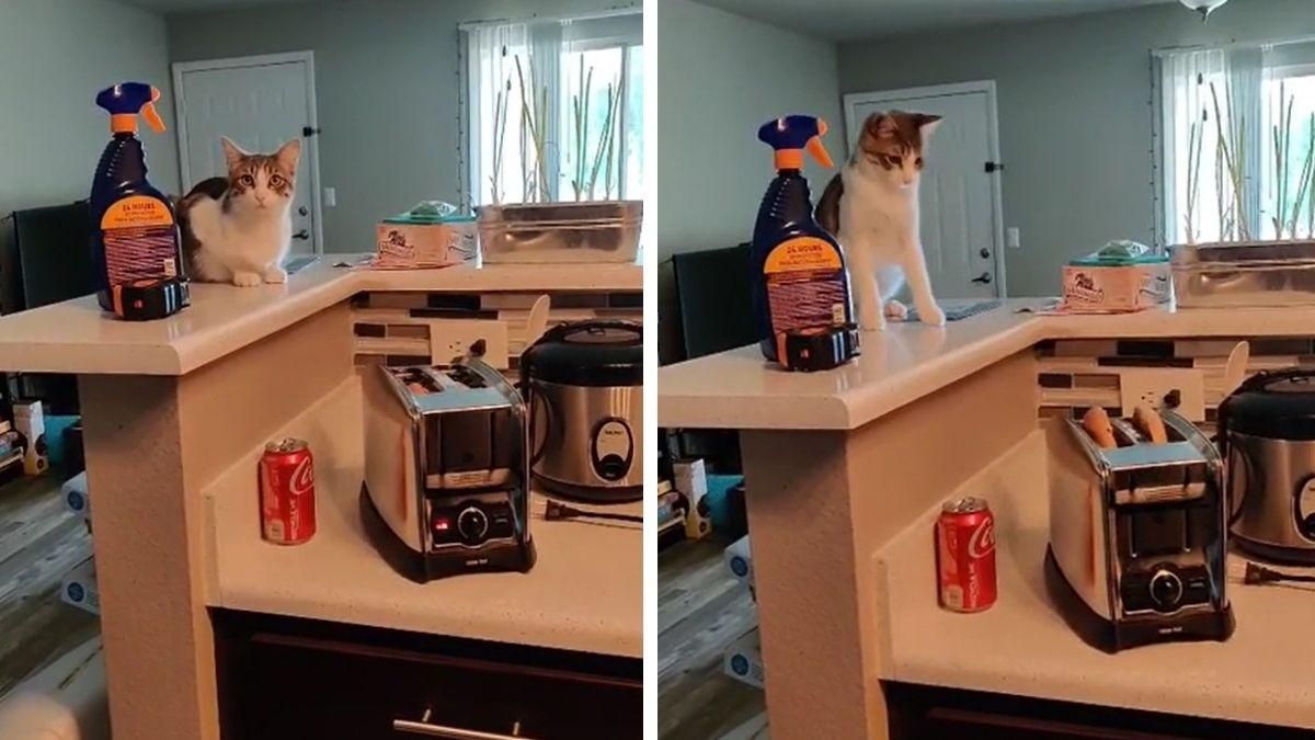 Кіт проти тостера: хто переміг – дивіться в курйозному відео - Pets