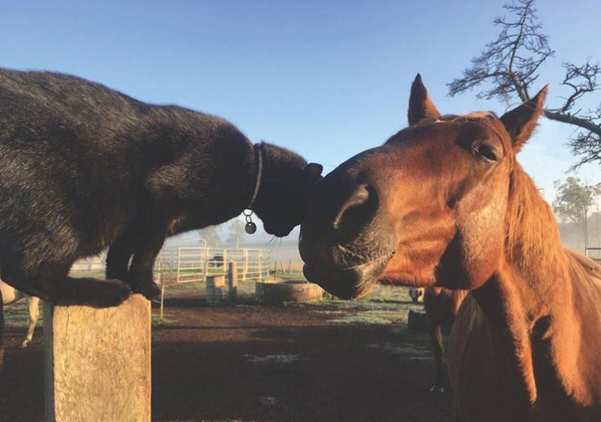 Ездит верхом: как котик и лошадь стали лучшими друзьями – невероятные фото - Pets