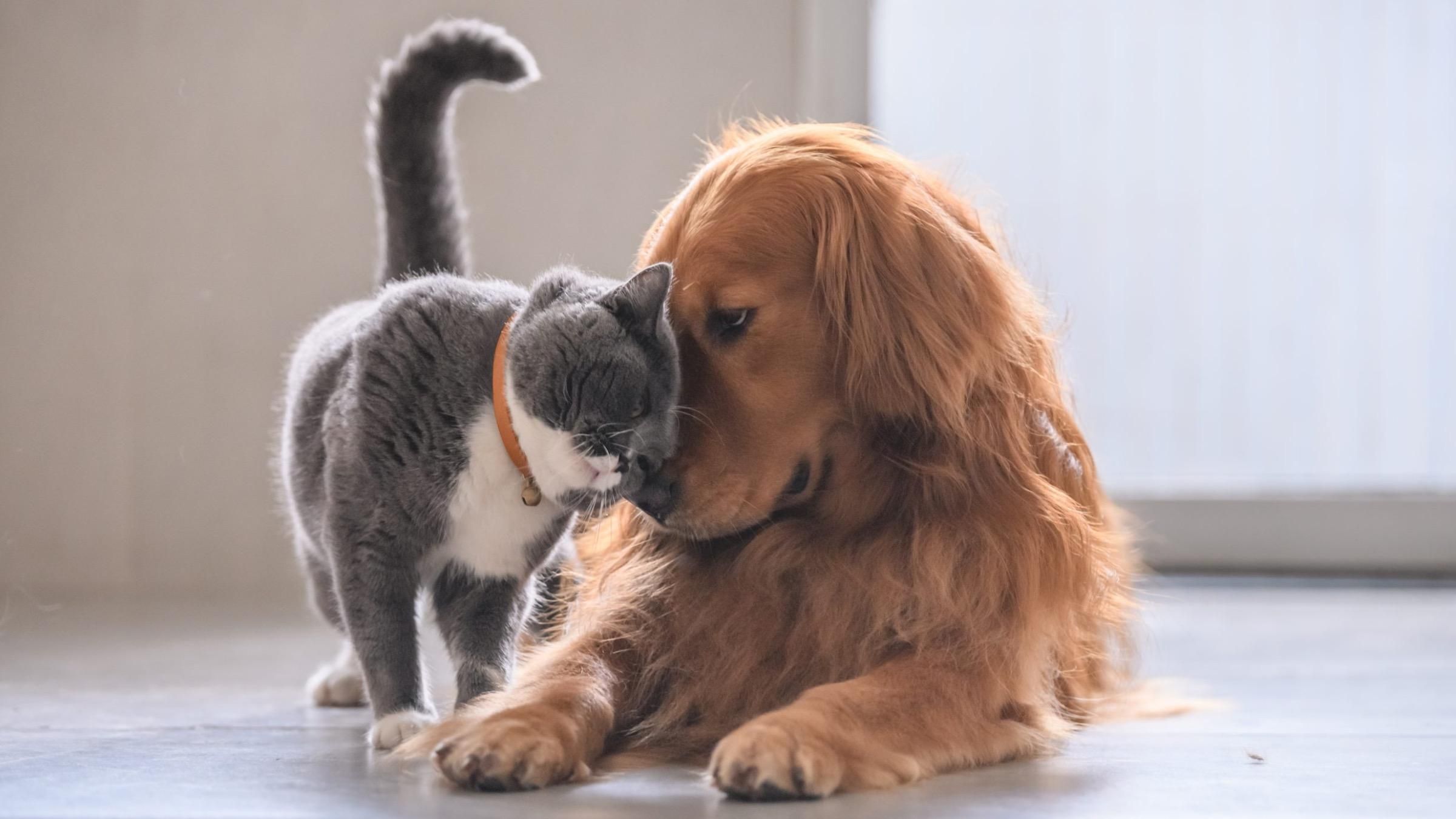"Безпечний простір" та команди: як навчити кішку та собаку мирно разом жити - Pets