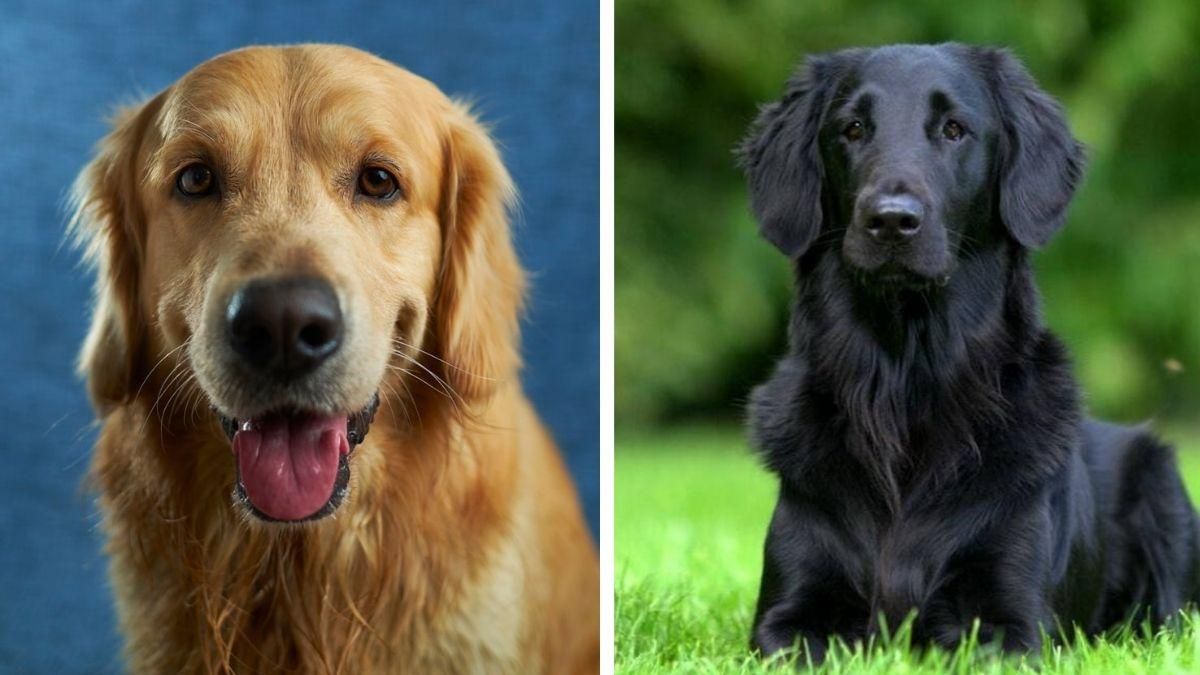 Чи бувають золотисті ретривери чорними: відповідь вас здивує - Pets Чи бувають золотисті ретривери чорними: відповідь вас здивує - Pets