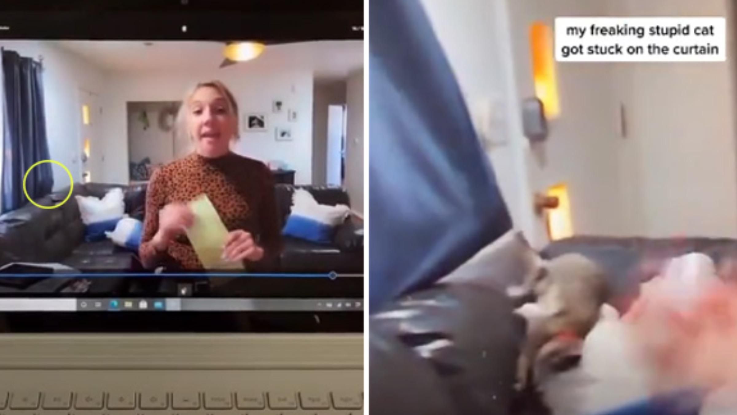Играл и запутался в шторе: как кот дополнил выступление хозяйки во время онлайн-урока - Pets