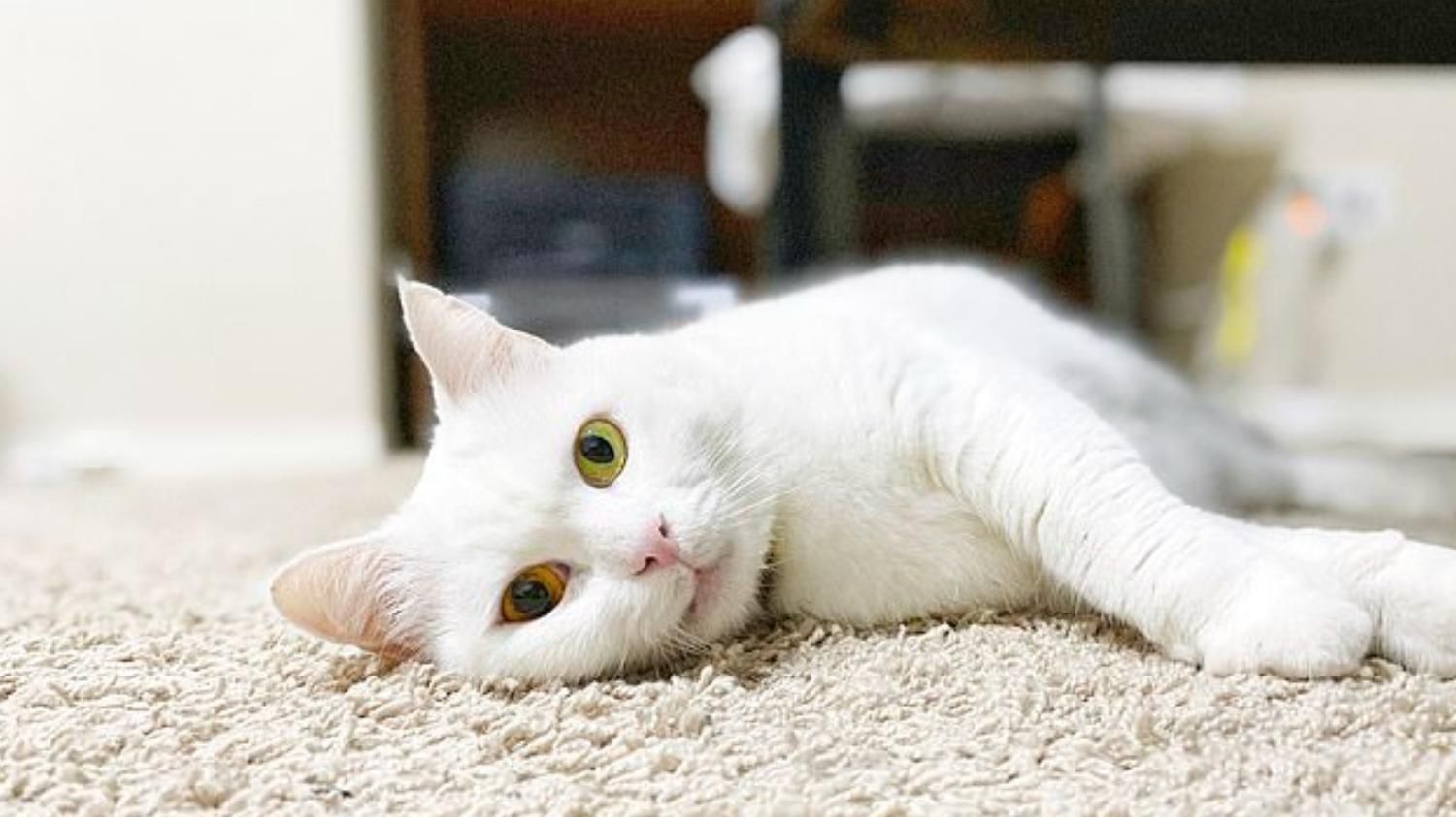 Из желтого в оранжевый: почему у кошки меняется цвет глаз – яркие фото - Pets
