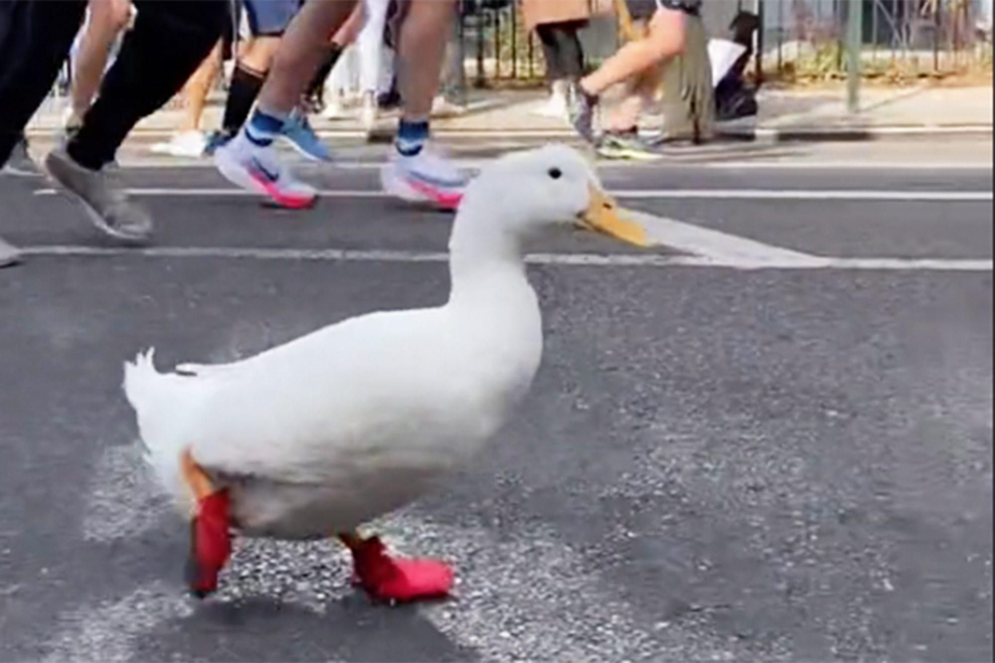 Качка бігла марафон в Нью-Йорку: кумедне відео підкорює мережу - Pets