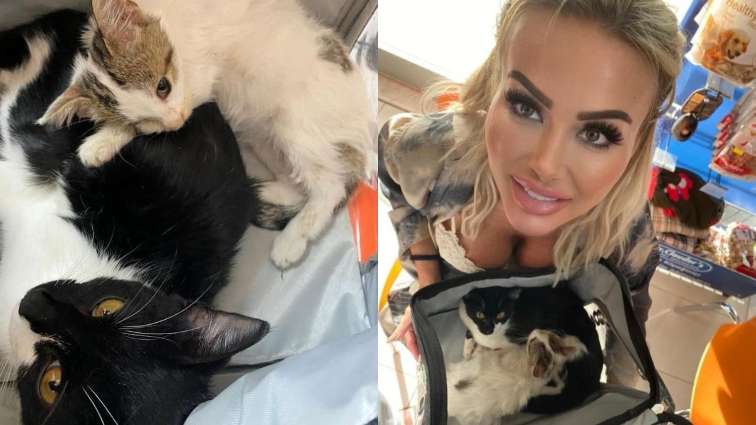 Помирали від хвороб та голоду: жінка витратила 500 тисяч гривень на порятунок двох кошенят - Pets Помирали від хвороб та голоду: жінка витратила 500 тисяч гривень на порятунок двох кошенят - Pets