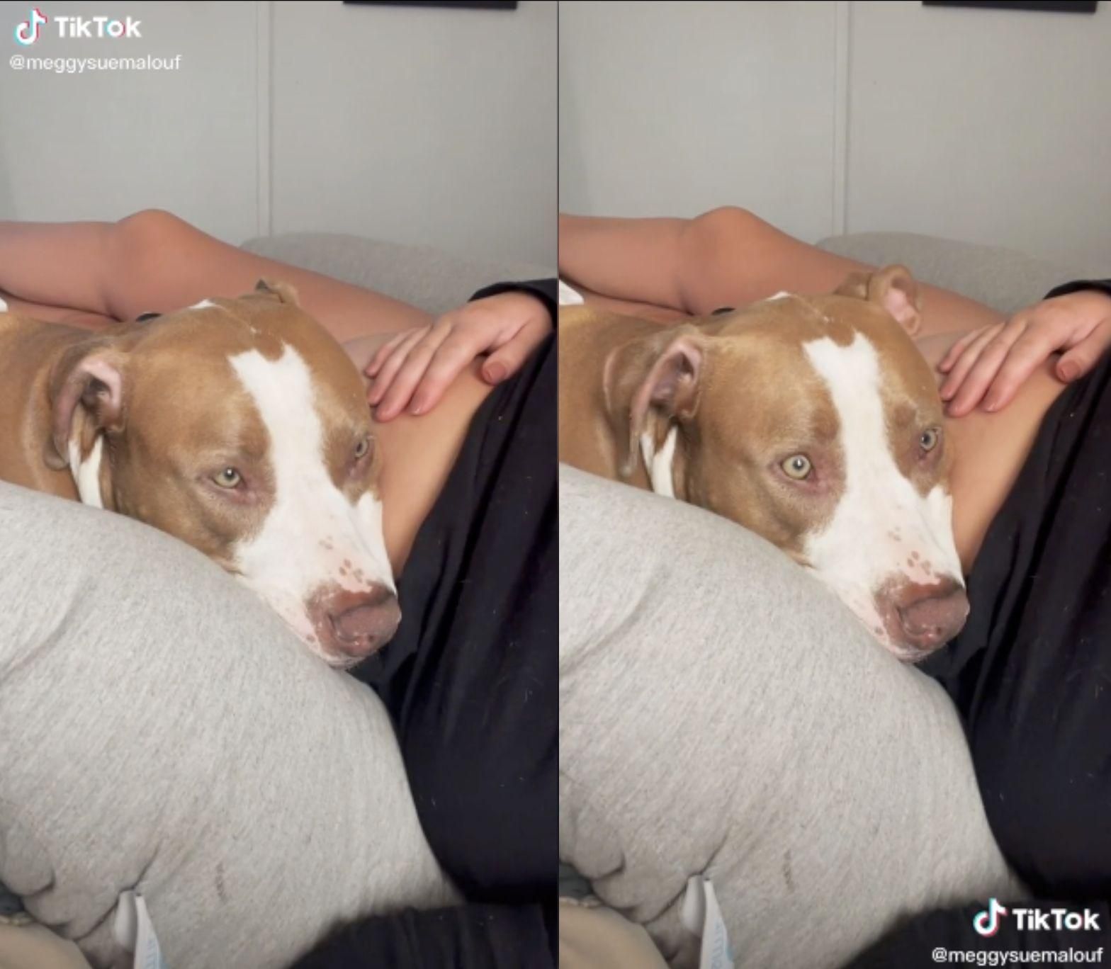 Реакция пса на шевеление ребенка в животе хозяйки: трогательное видео - Pets Реакция пса на шевеление ребенка в животе хозяйки: трогательное видео - Pets