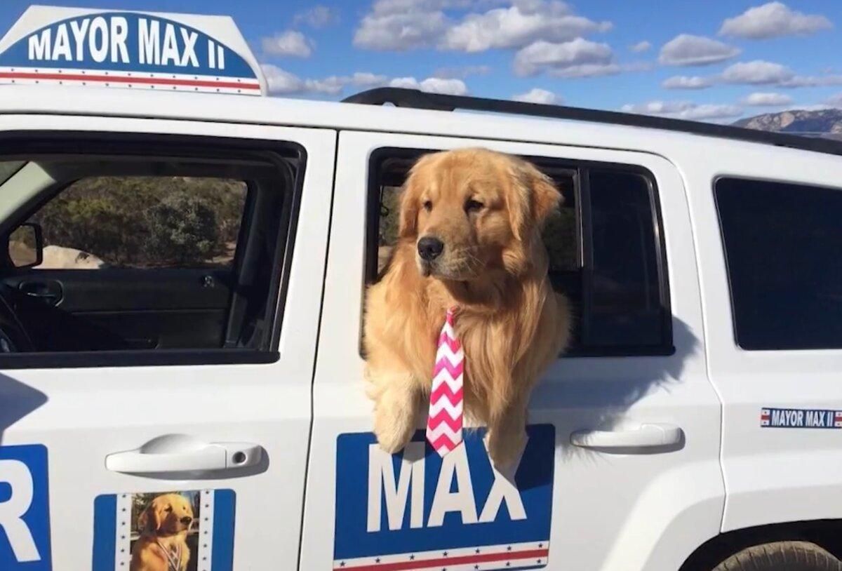В Калифорнии собака работает мэром города: как ей это удалось - Pets В Калифорнии собака работает мэром города: как ей это удалось - Pets
