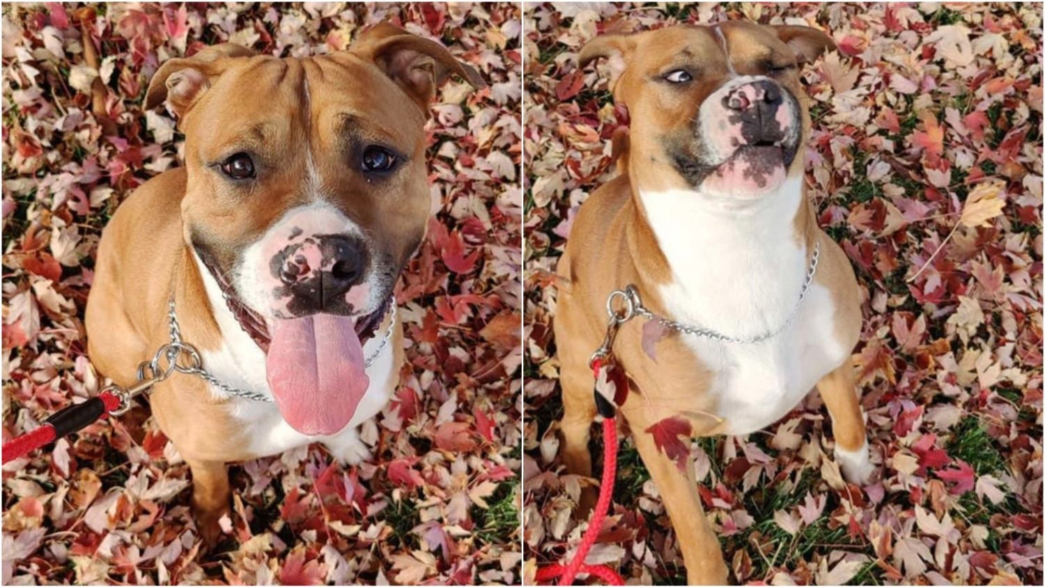 Дівчина хотіла зробити гарні осінні фото для собаки: як кумедно "позував" чотирилапий - Pets