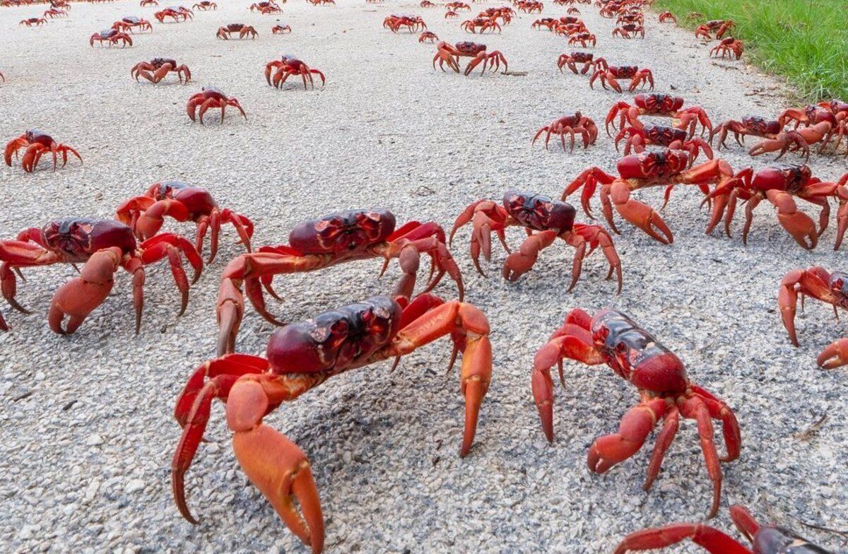 Їм будуть мости та перекривають дороги: як в Австралії мігрують мільйони червоних крабів - Pets Їм будуть мости та перекривають дороги: як в Австралії мігрують мільйони червоних крабів - Pets