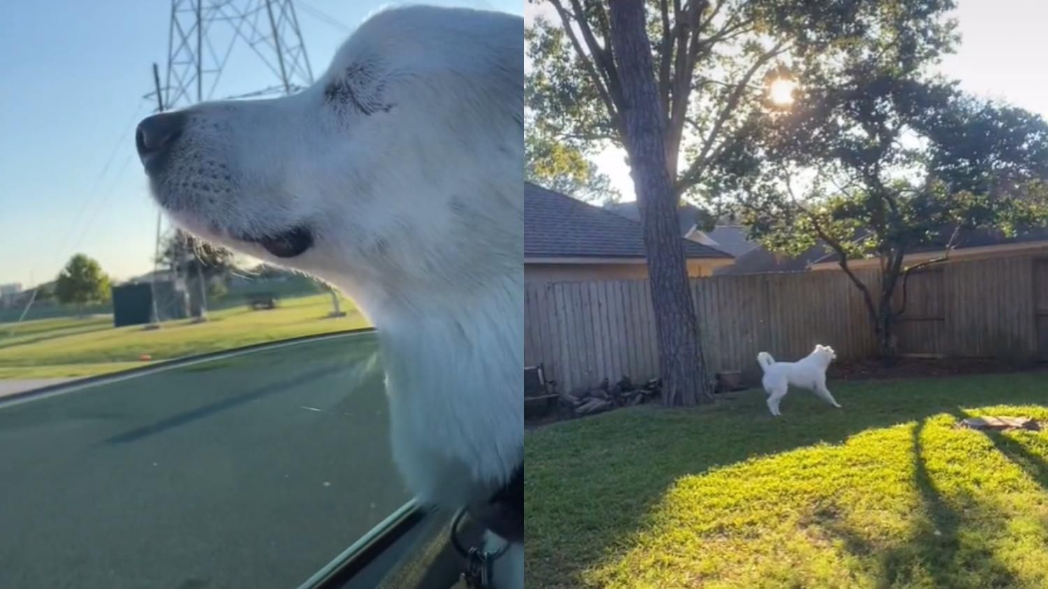 Сліпий собака зрозумів, куди його везуть господарі: який сюрприз зробив чотирилапого щасливим - Pets Сліпий собака зрозумів, куди його везуть господарі: який сюрприз зробив чотирилапого щасливим - Pets