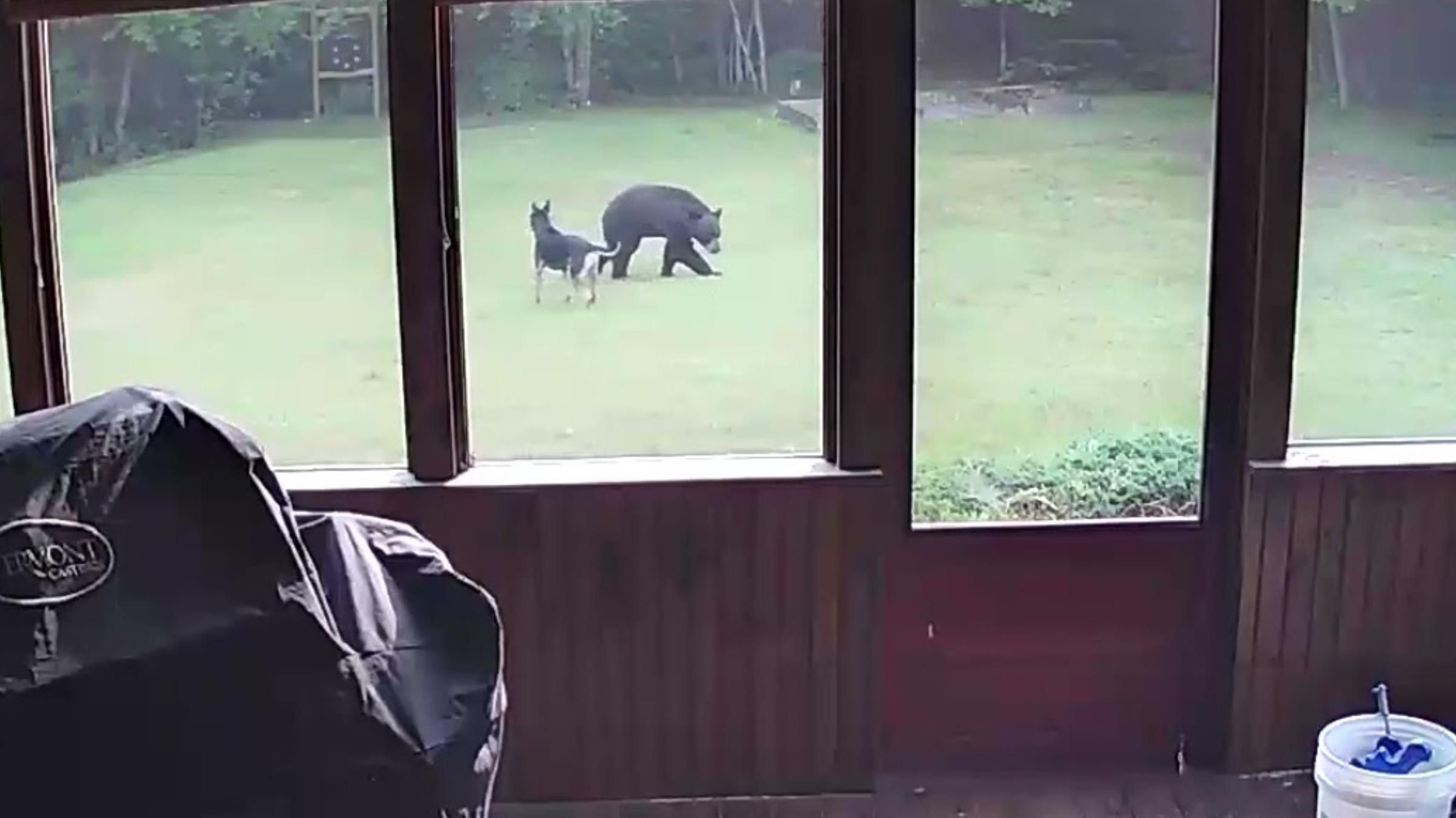 Не виганяв, а хотів гратися: пес кумедно зустрів ведмедя на своєму дворі - Pets Не виганяв, а хотів гратися: пес кумедно зустрів ведмедя на своєму дворі - Pets