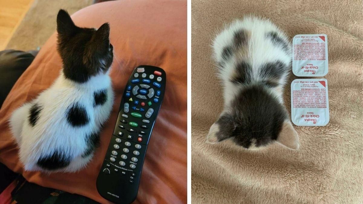 Ці кошенята нелегально маленькі: 20 фото, що зроблять ваш день чудовим - Pets