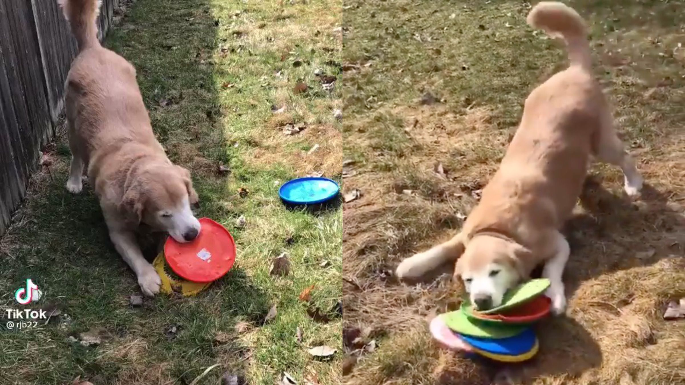 Повний рот "тарілок": пес не ходить на прогулянку без усіх своїх фрісбі - Pets Повний рот "тарілок": пес не ходить на прогулянку без усіх своїх фрісбі - Pets