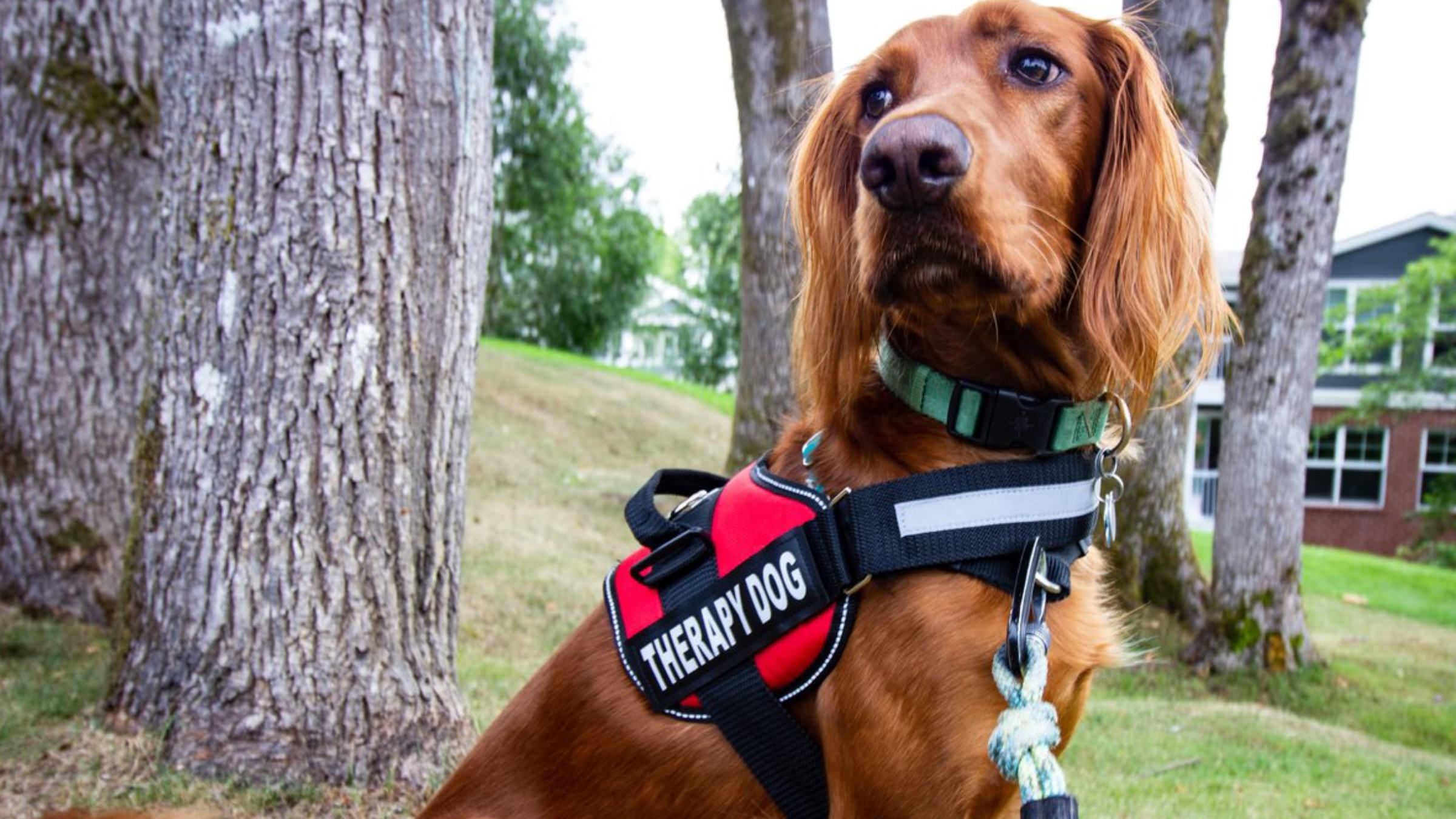 Как собак учат помогать детям и взрослым: развитие канистеропии в Украине - Pets Как собак учат помогать детям и взрослым: развитие канистеропии в Украине - Pets