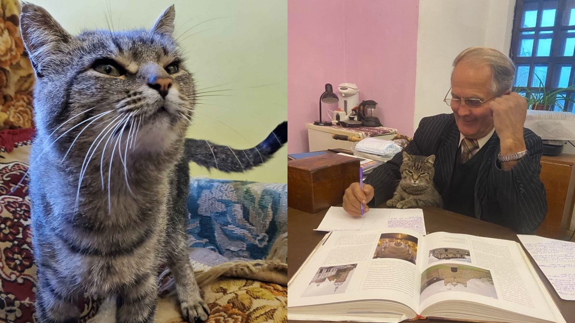 В замке на Хмельнитчине поселился Маркиз: как работники музея спасли котенка - Pets