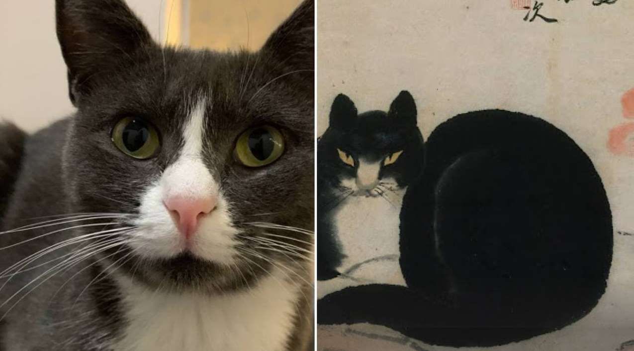 Знайдіть двійника своєї тварини на відомій картині: Google пропонує нову розвагу - Pets Знайдіть двійника своєї тварини на відомій картині: Google пропонує нову розвагу - Pets