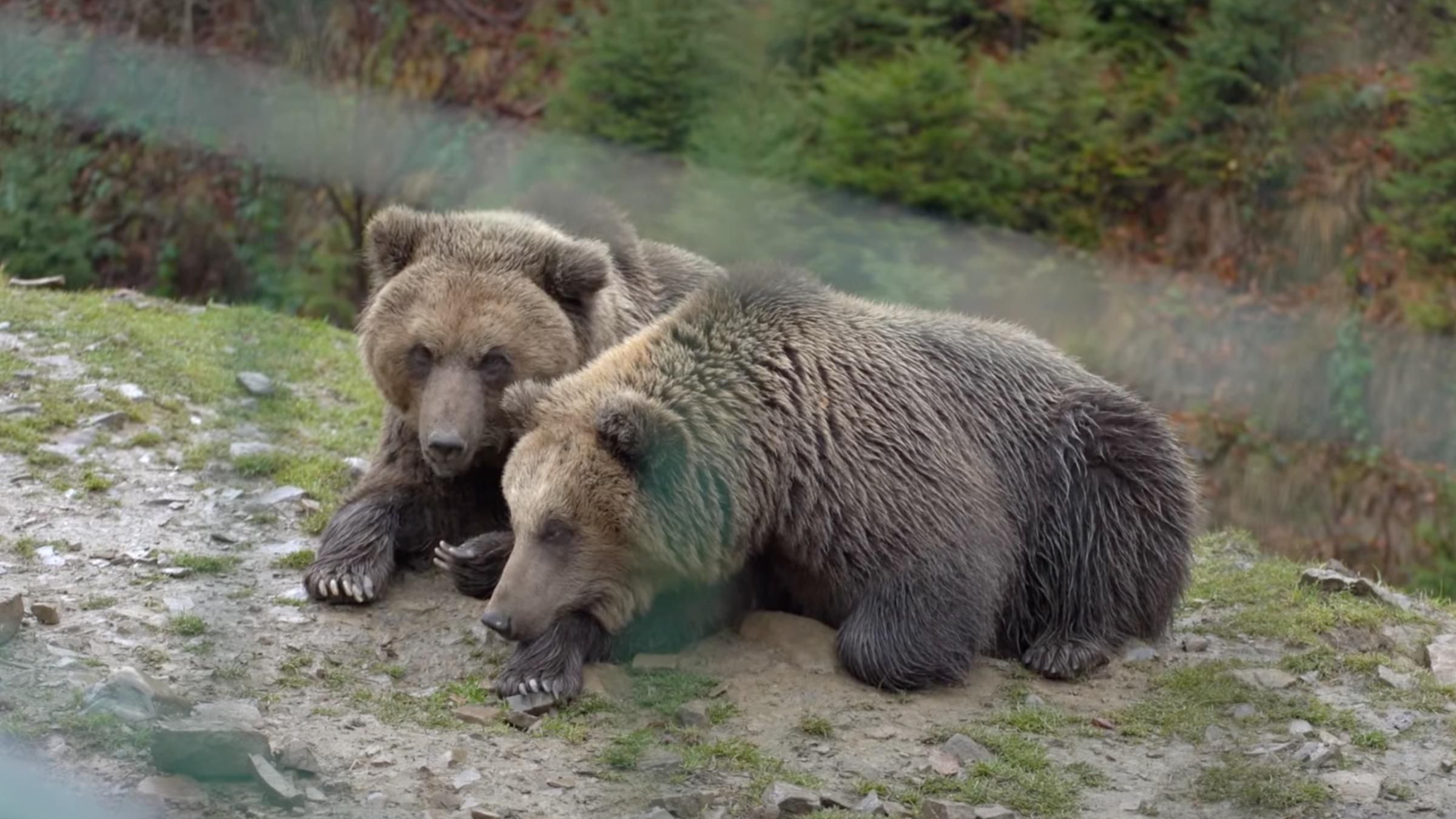 Врятували з цирків та приватних колекцій: як відновлюються ведмеді після неналежного утримання - Pets