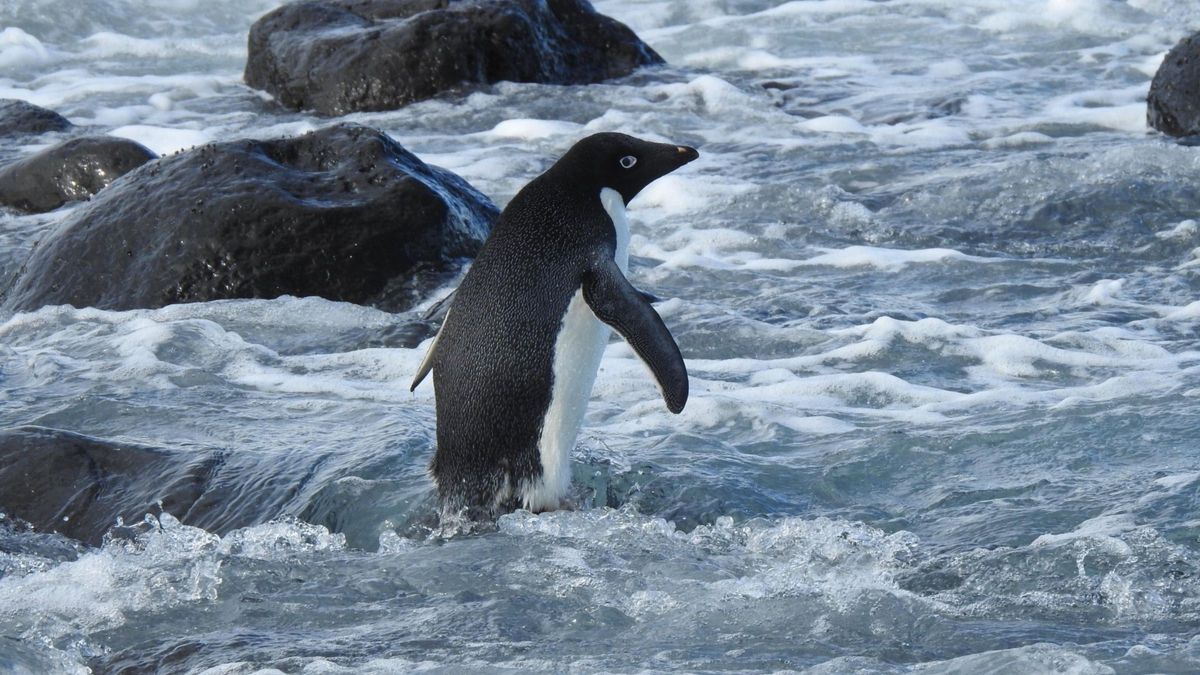 Преодолел 3 тысячи километров: как на пляже Новой Зеландии обнаружили пингвина из Антарктиды - Pets