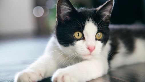 Ласощі для котів: як зробити улюбленця щасливим та здоровим