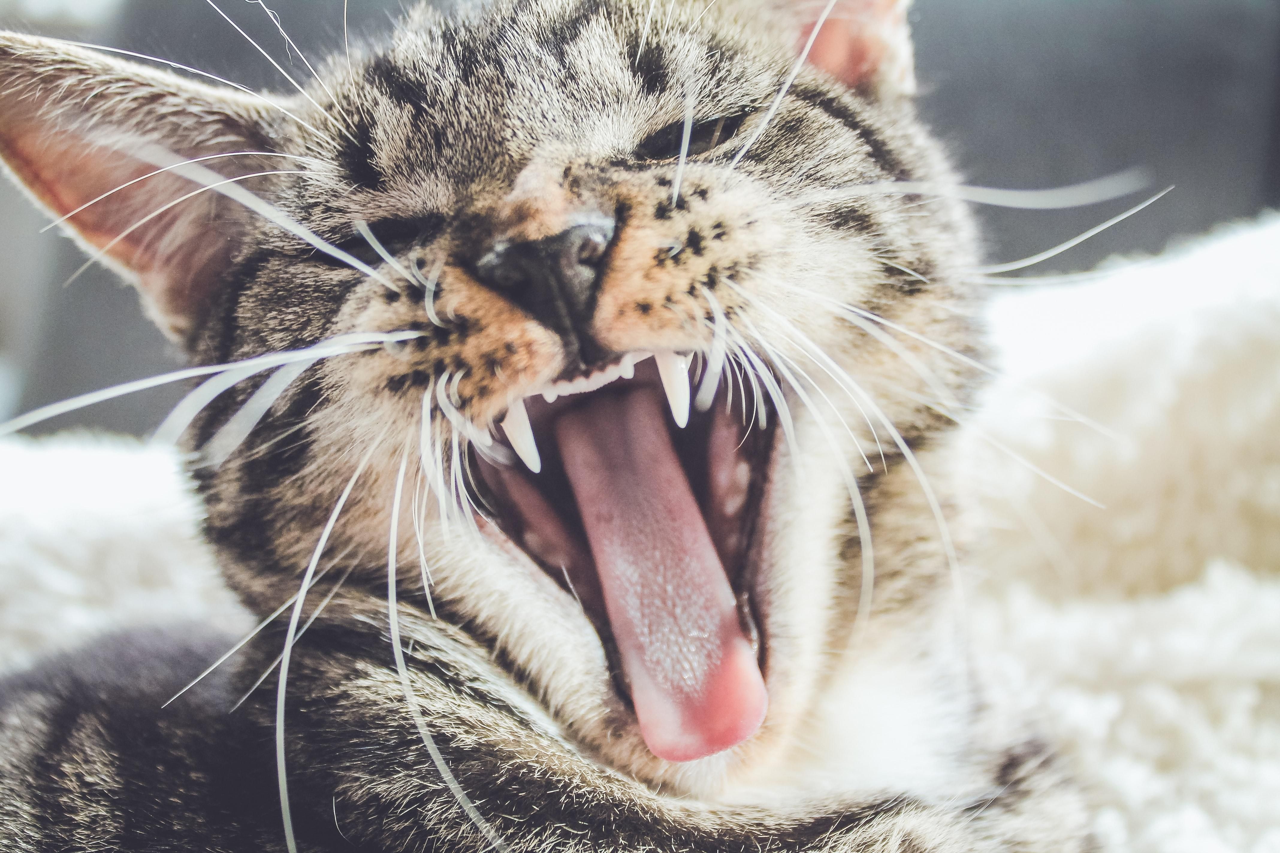Балакучі котики: як муркотуни спілкуються зі своїми власниками - Pets