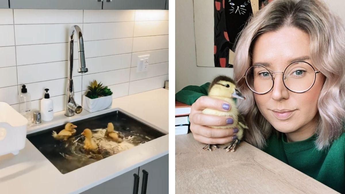 Отдых на море и спа-процедуры: как живут утки популярной блогерши - Pets Отдых на море и спа-процедуры: как живут утки популярной блогерши - Pets