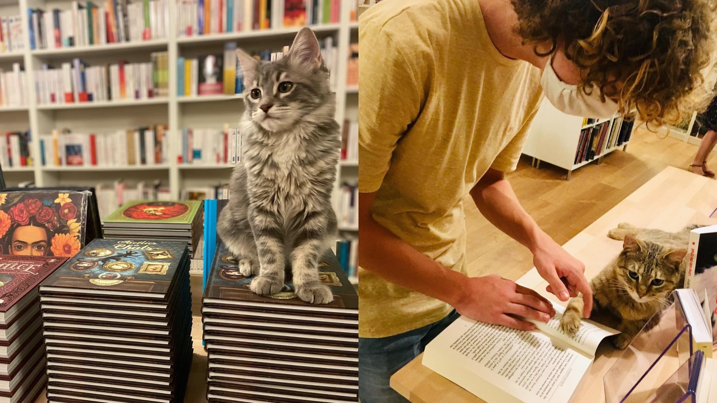 Пушистые консультанты: как котики помогают хозяевам во французском книжном магазине - Pets