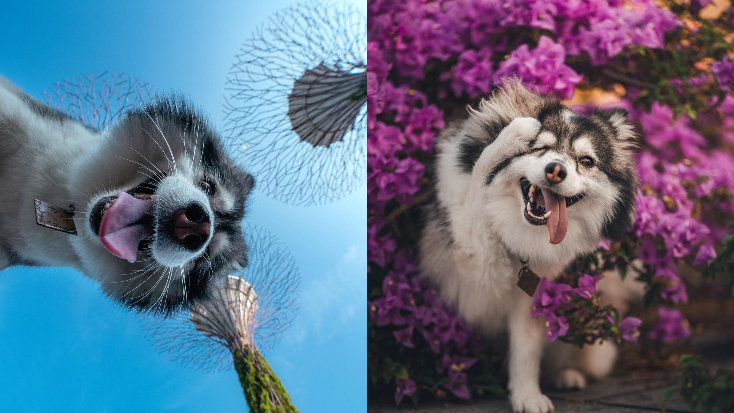 Самая фотогеничная собака в соцсетях: какие фото для четырехлапой делает хозяйка - Pets