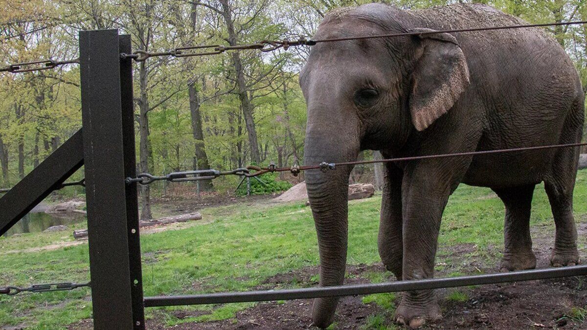 Животные тоже имеют права: как слониха подала в суд на зоопарк - Pets
