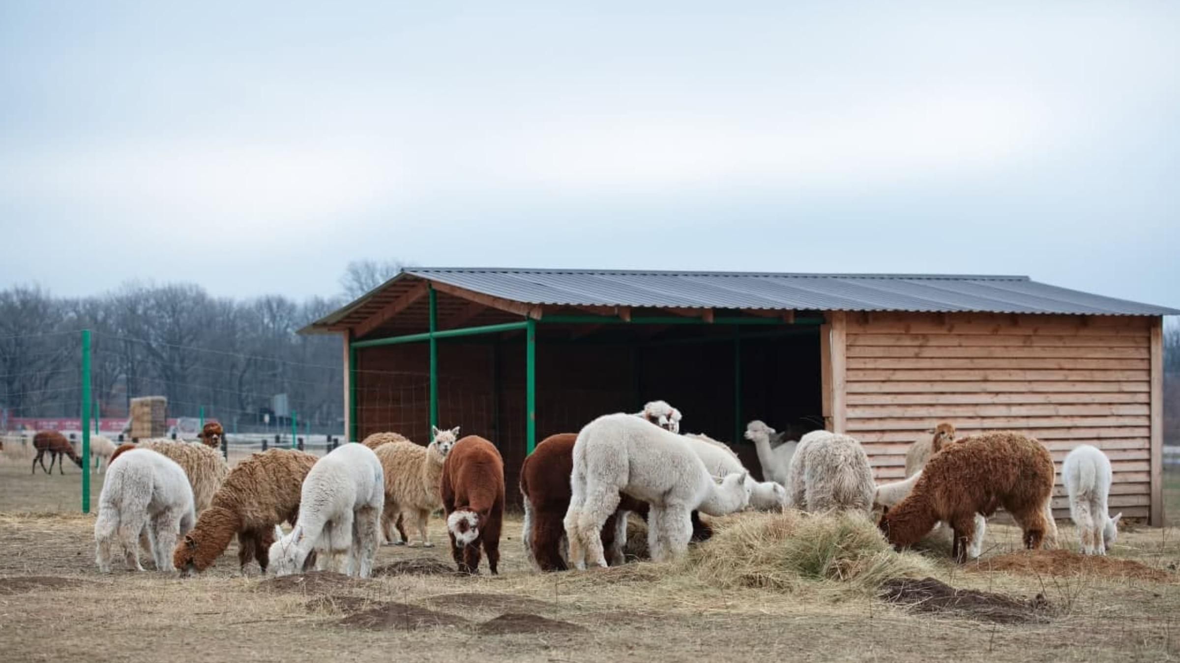 До Харкова з Перу привезли стадо альпак: що хочуть робити із шерсті тварини - Pets