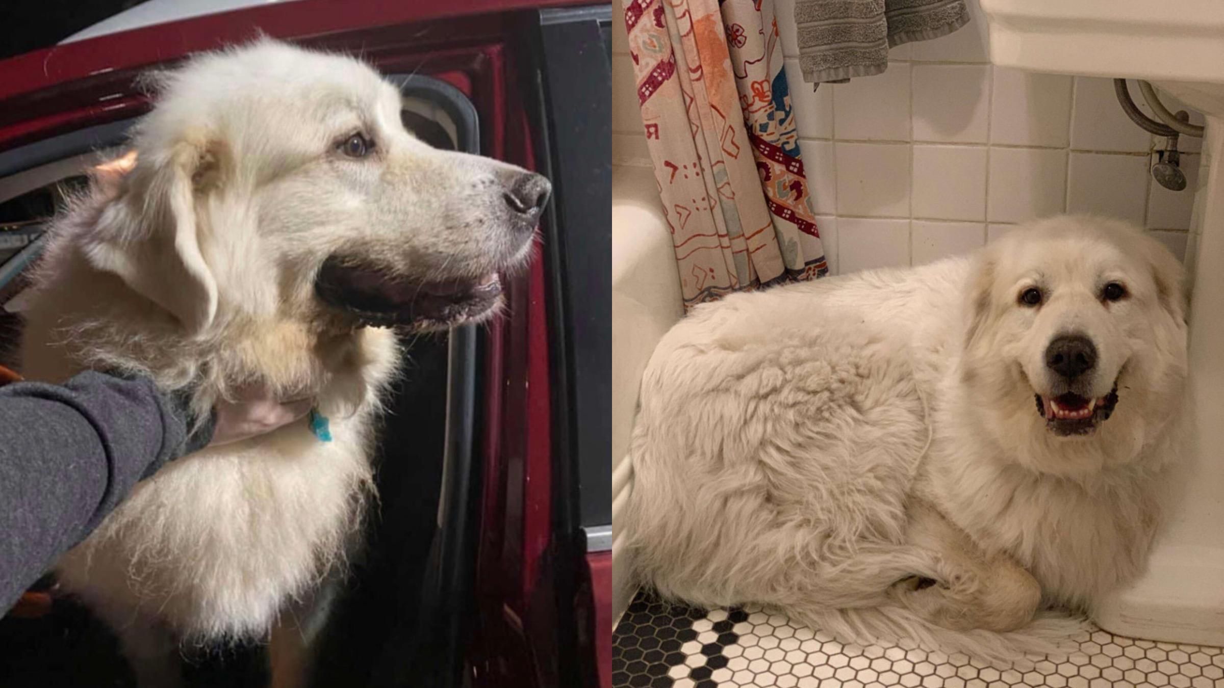 Жінка підібрала на вулиці пса: чому вона ледь змогла помістити його в машину – фотодоказ - Pets Жінка підібрала на вулиці пса: чому вона ледь змогла помістити його в машину – фотодоказ - Pets