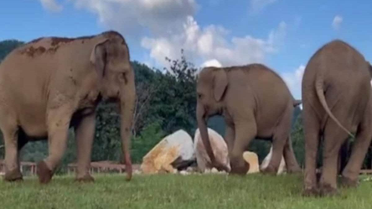 Слониха допомогла своїй сліпій няні знайти їжу: зворушливе відео - Pets