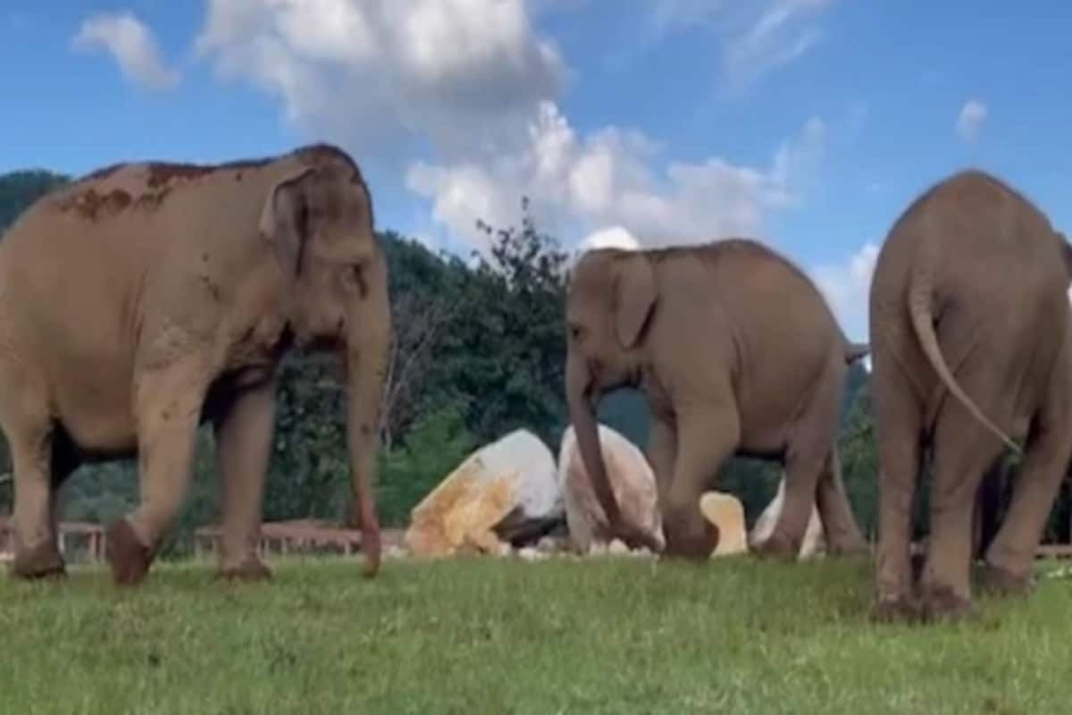 Слониха помогла своей слепой няне найти еду: трогательное видео - Pets
