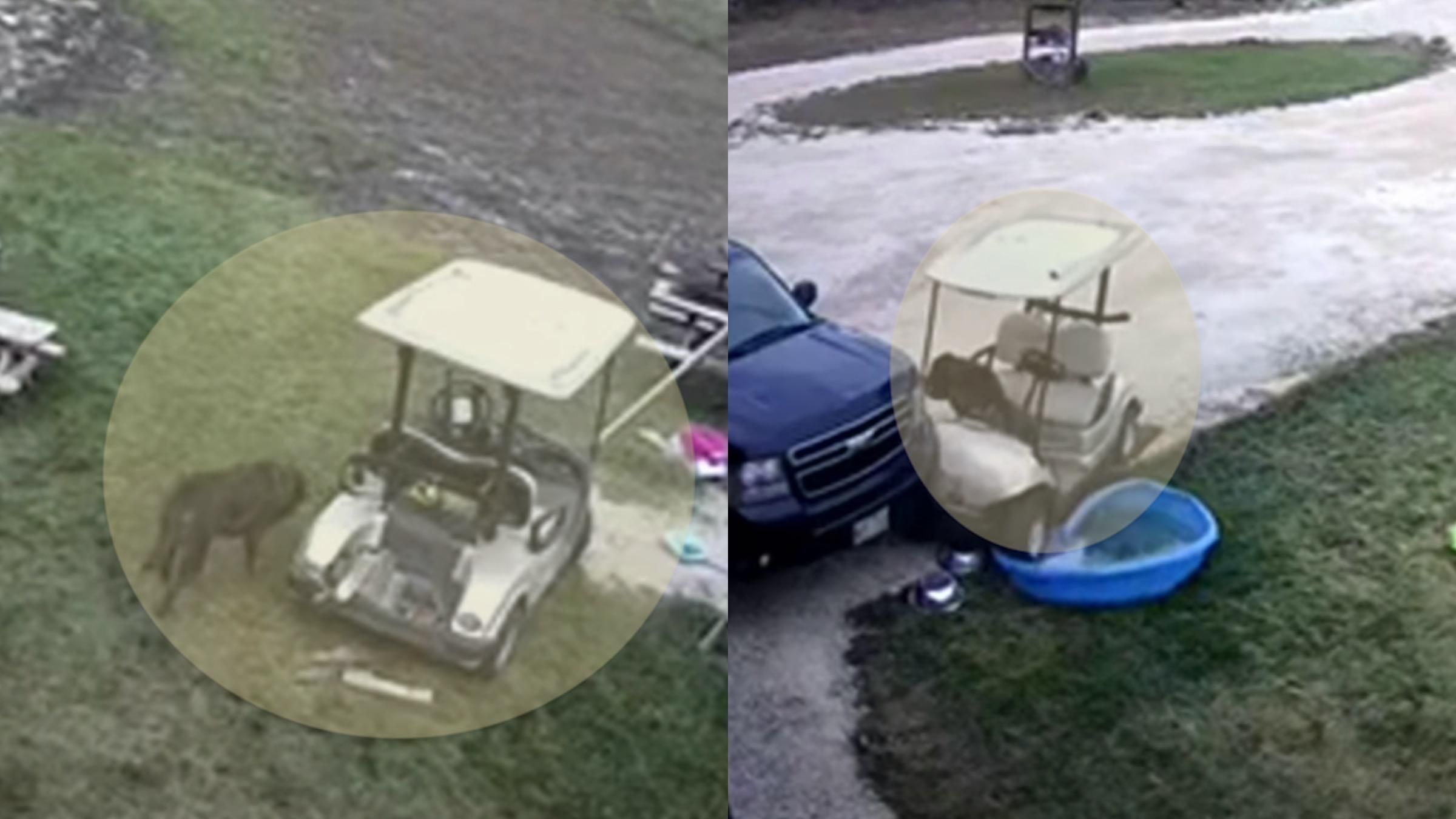 Пес "викрав" гольф-кар та влаштував аварію: кумедне відео - Pets Пес "викрав" гольф-кар та влаштував аварію: кумедне відео - Pets