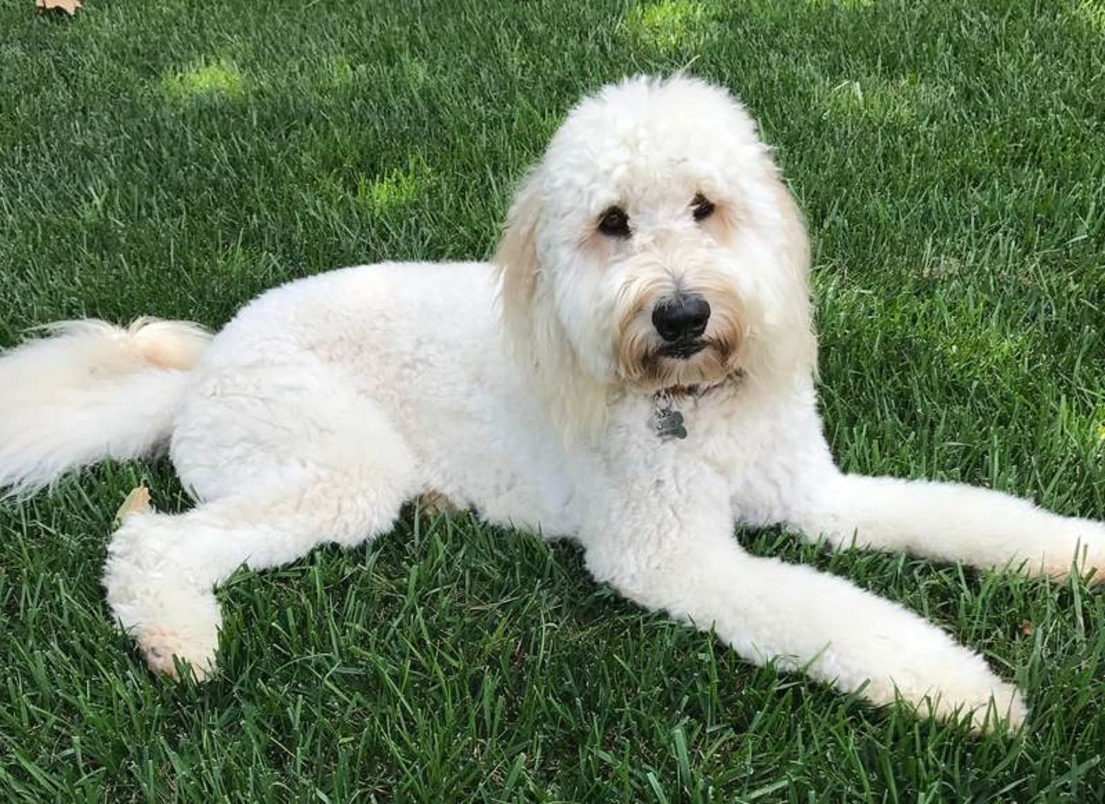 У США пухнастий песик допомагає дітям подолати страх уколів: миле відео - Pets У США пухнастий песик допомагає дітям подолати страх уколів: миле відео - Pets