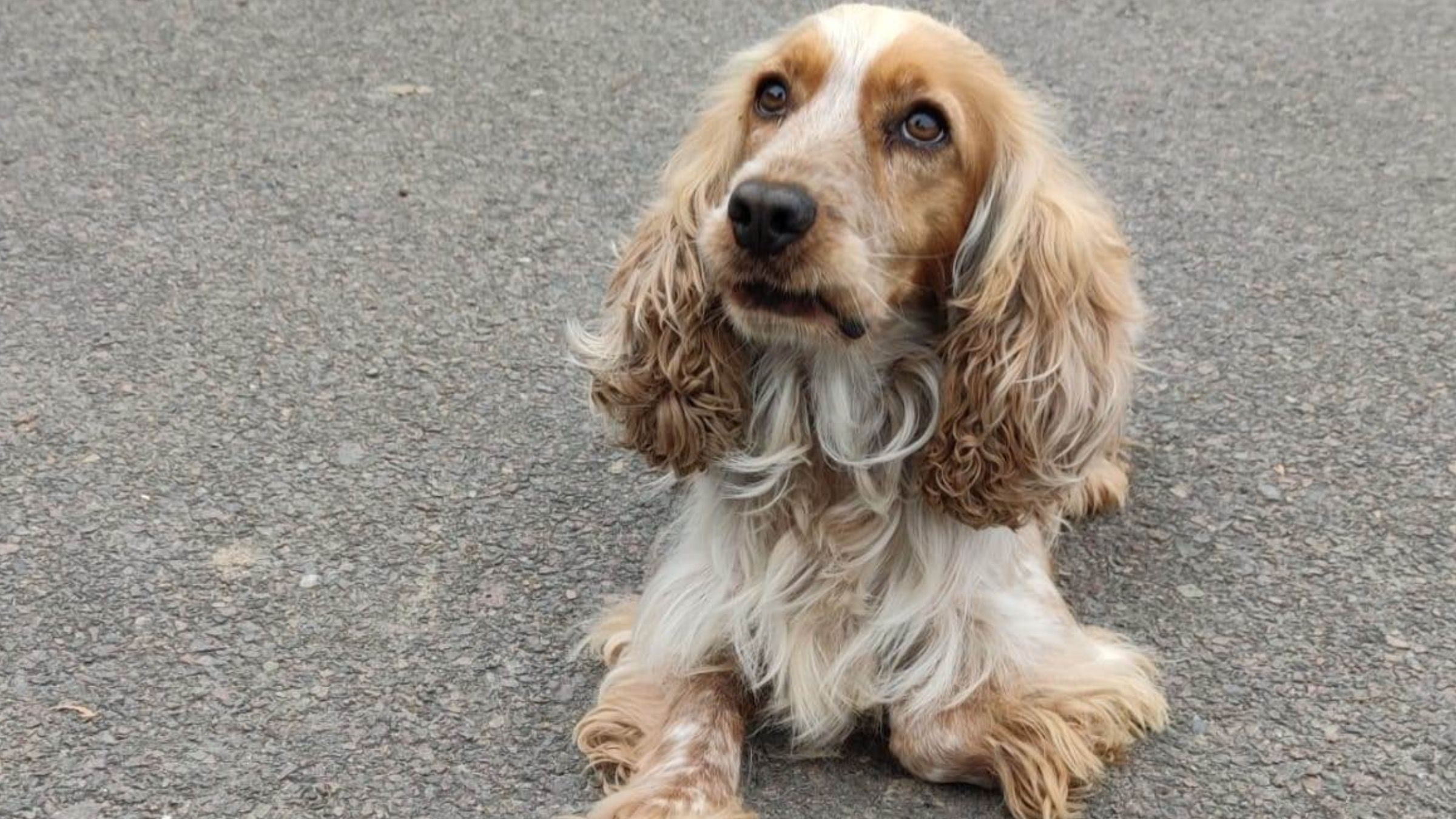 Нашел наркотики в обуви: как спаниель работает на польской границе - Свежие новости Львова - Pets Нашел наркотики в обуви: как спаниель работает на польской границе - Свежие новости Львова - Pets