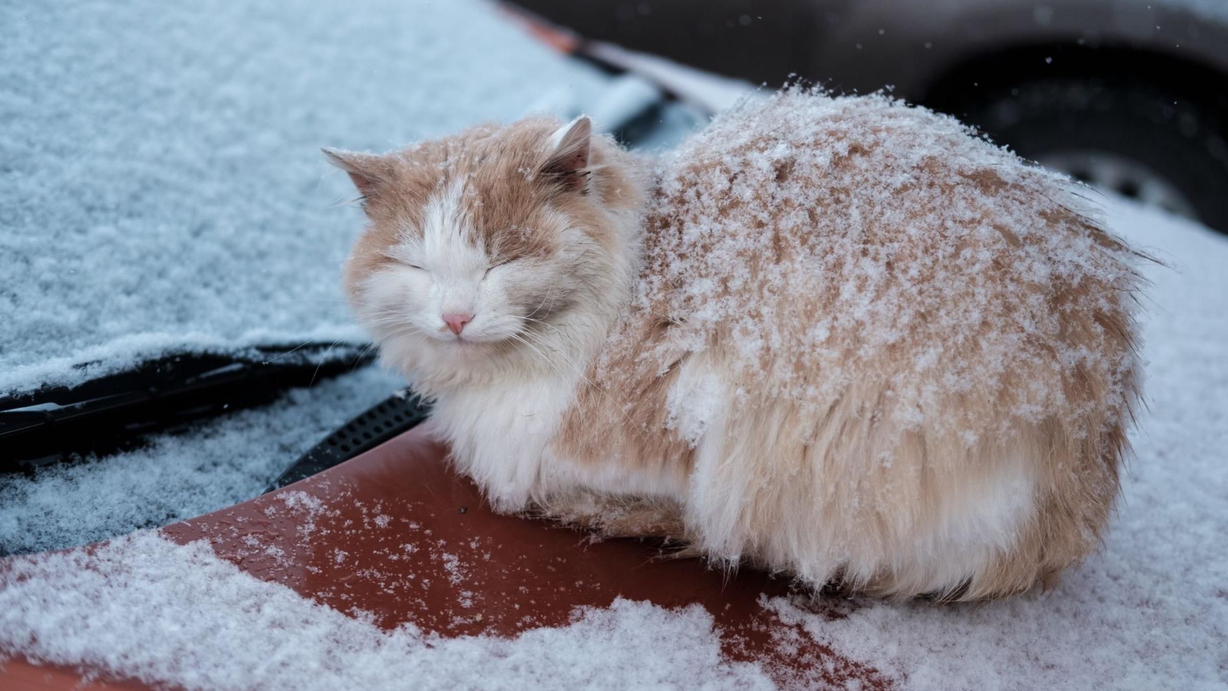 Замерзли и проголодались: как помочь бездомным собакам и кошкам во время морозов - Pets