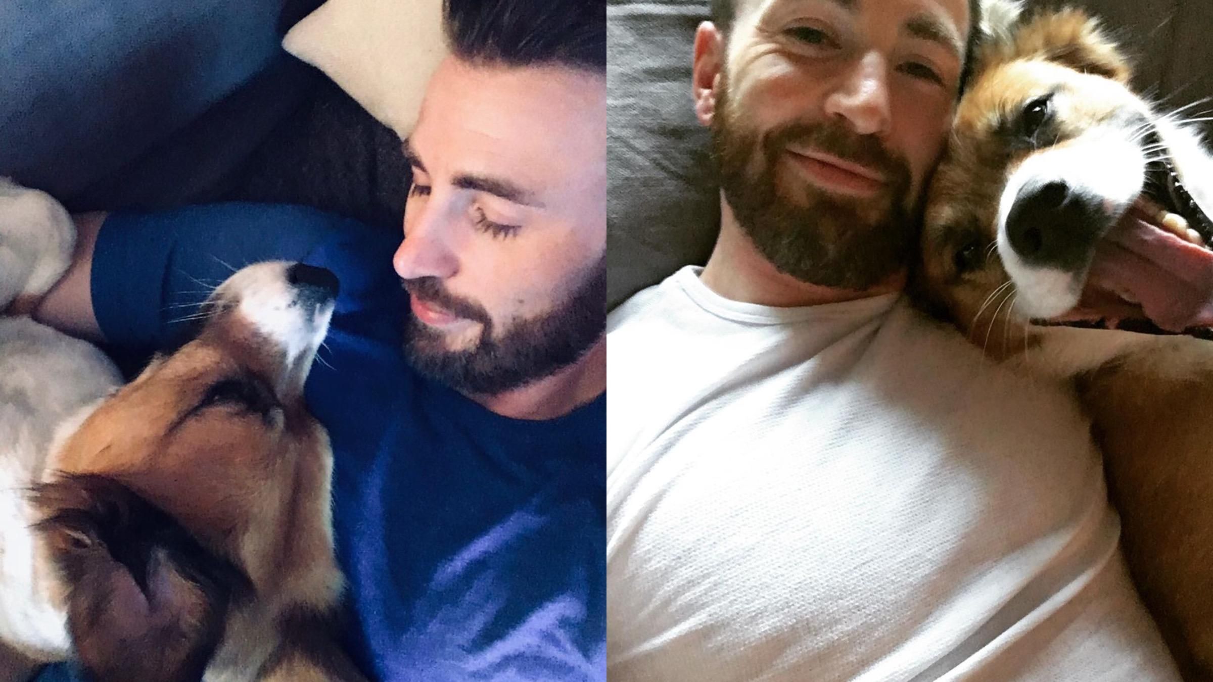 Новый проект Криса Эванс: как Капитан Америка будет помогать собакам - Pets Новый проект Криса Эванс: как Капитан Америка будет помогать собакам - Pets