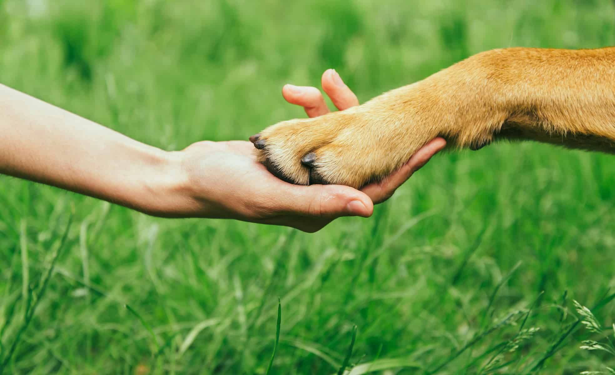 Власниці навчили свого глухого собаку розуміти, що пора гуляти: чарівна реакція песика - Pets