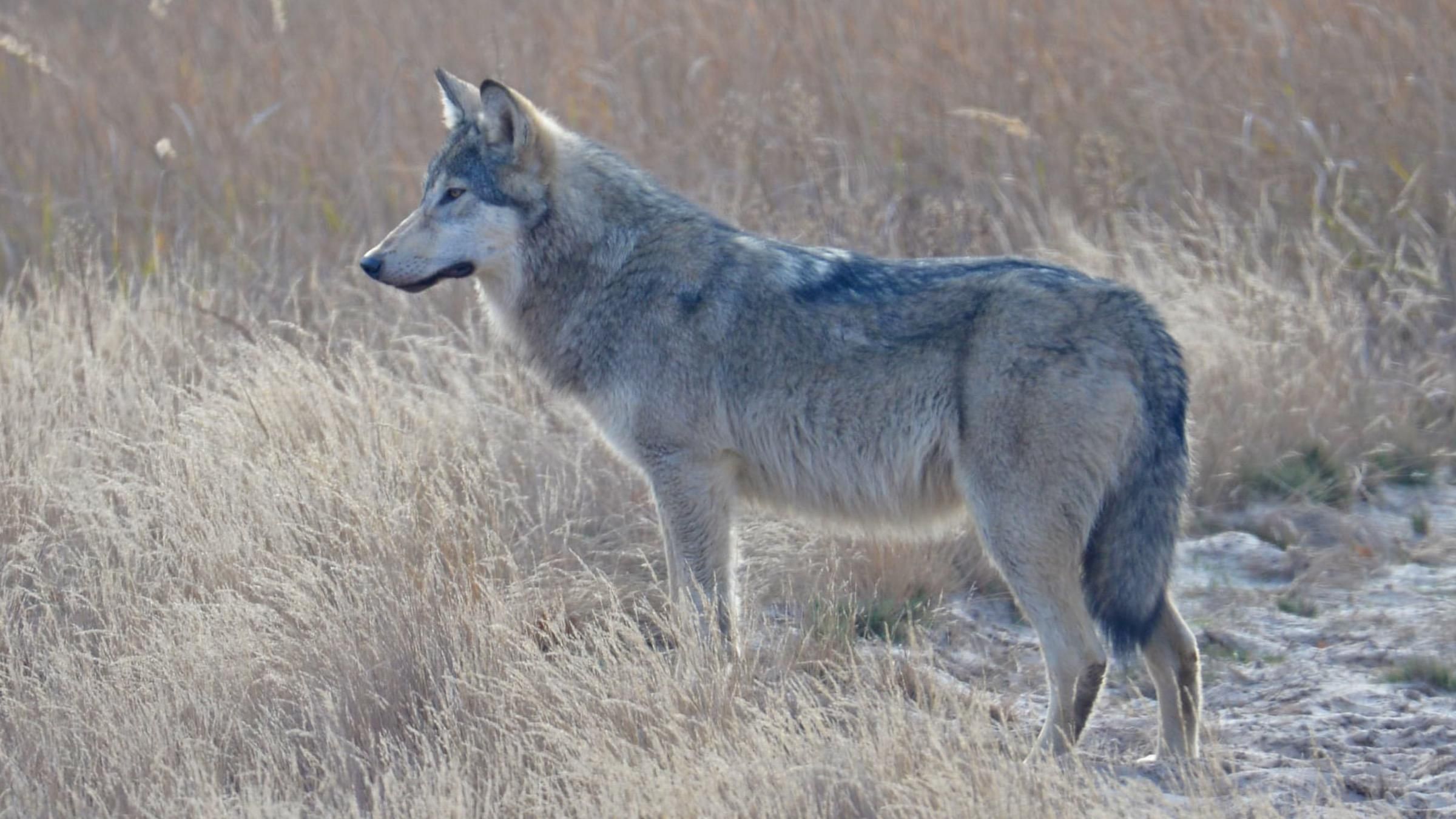Позував для фото та підпускав до себе: у Чорнобилі науковці зустріли вовка - Pets
