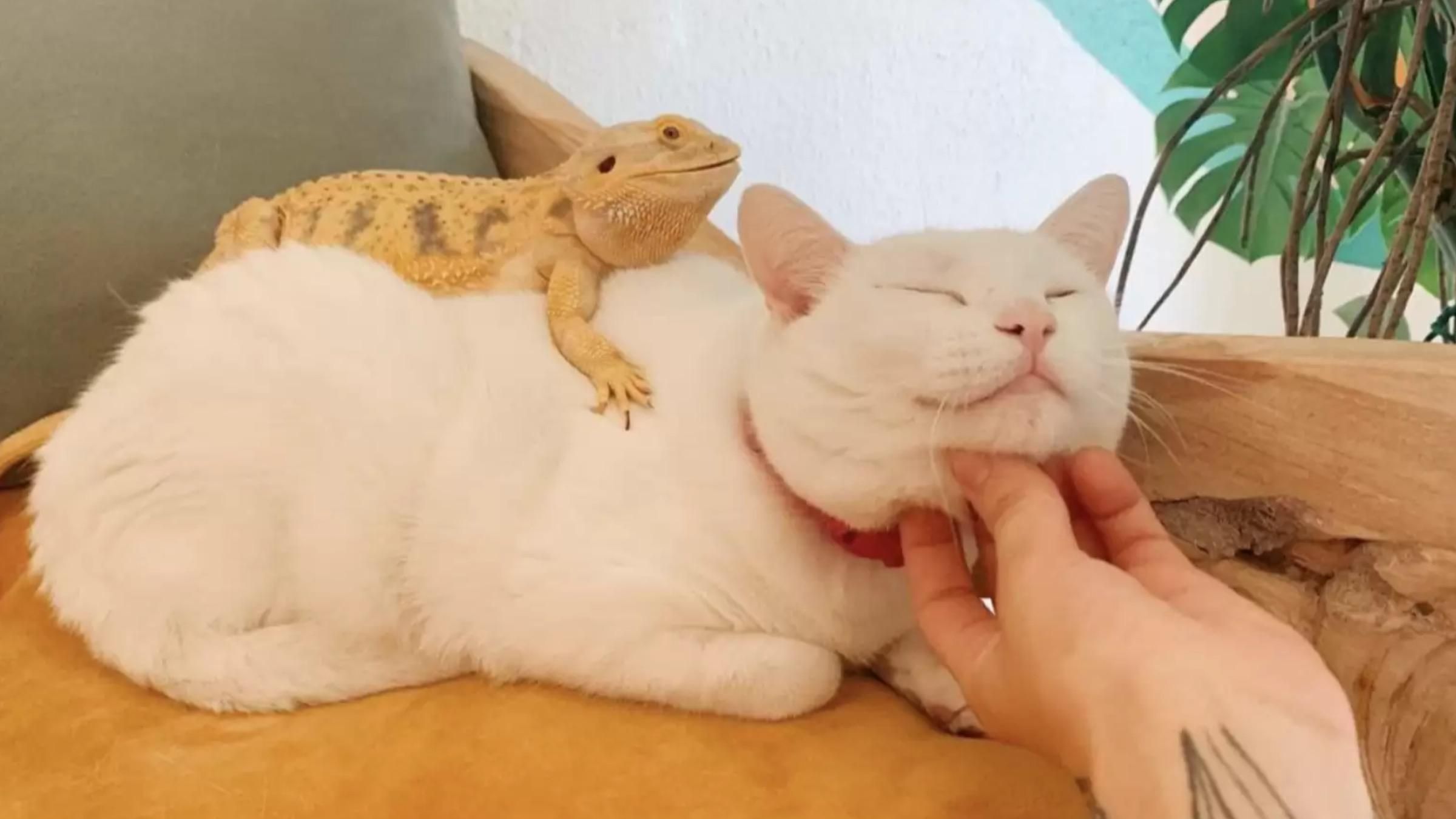 Как кошка очаровала всех курьеров города: тайный метод четырехлапой - Pets Как кошка очаровала всех курьеров города: тайный метод четырехлапой - Pets