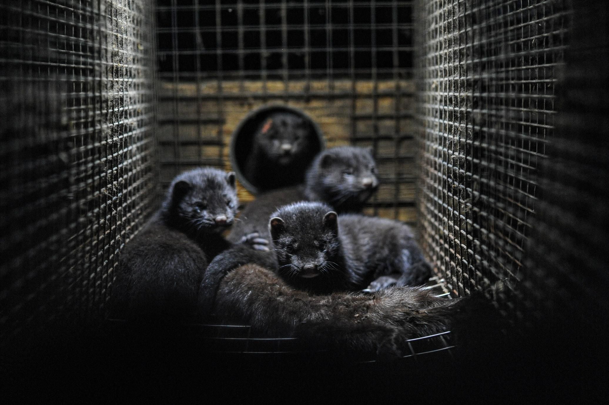 Історичне рішення: Франція заборонила вирощувати диких тварин "на хутро" - Pets