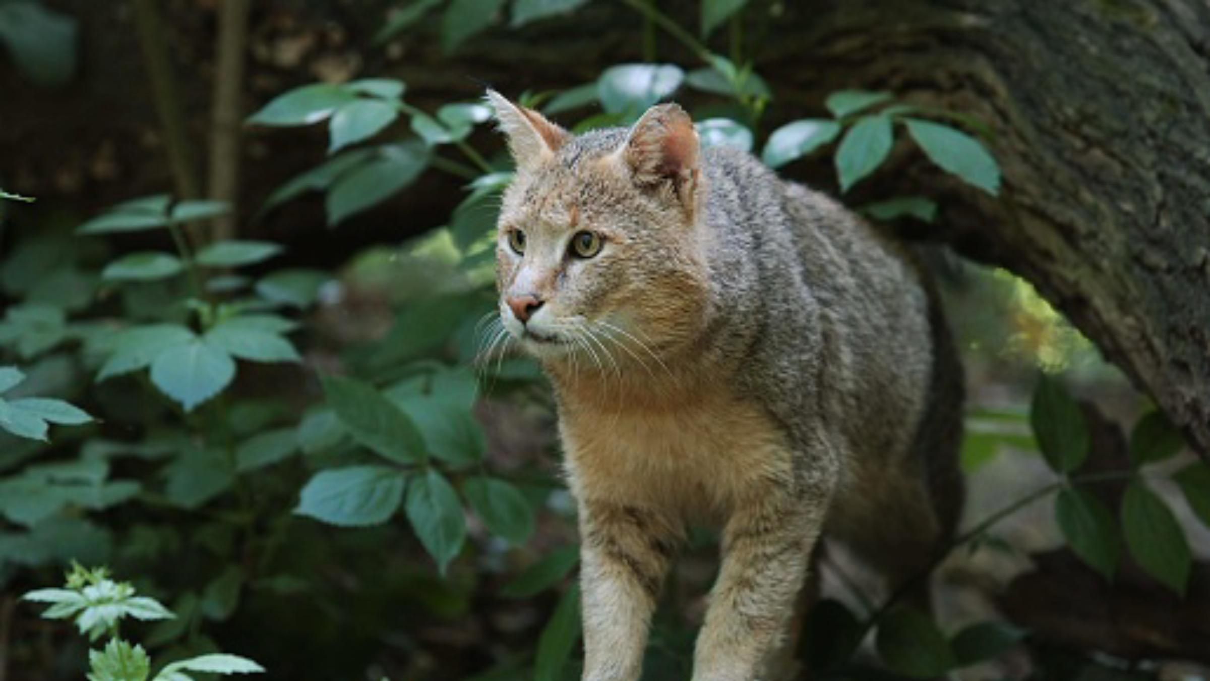 Остановили работу и спасли детенышей редкой кошки: достойный поступок фермеров - Pets Остановили работу и спасли детенышей редкой кошки: достойный поступок фермеров - Pets